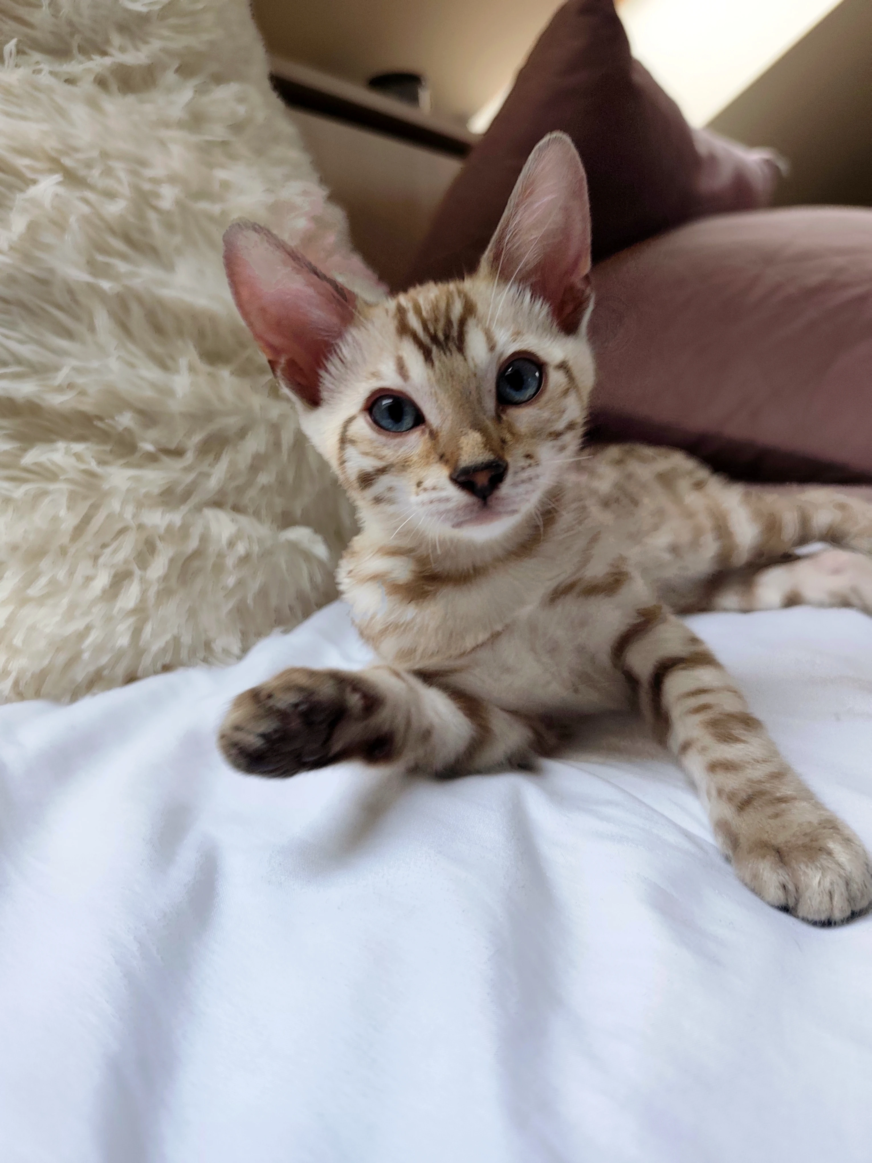 Bengálský kocourek s PP