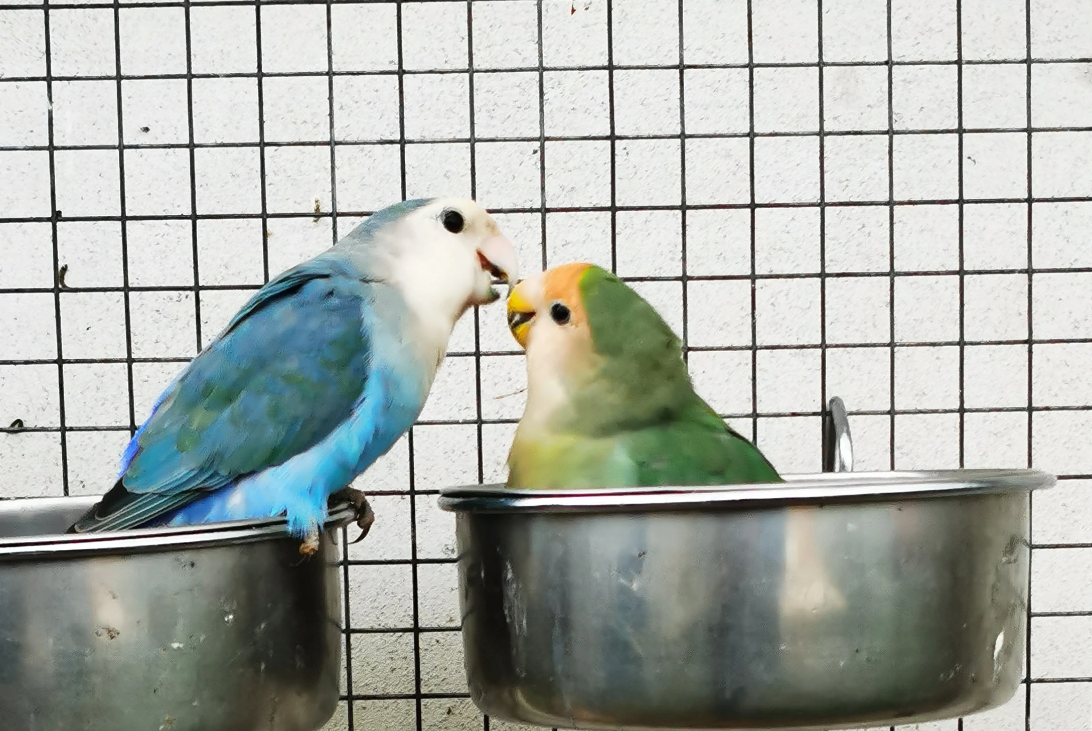 Agapornis růžohrdlý pár