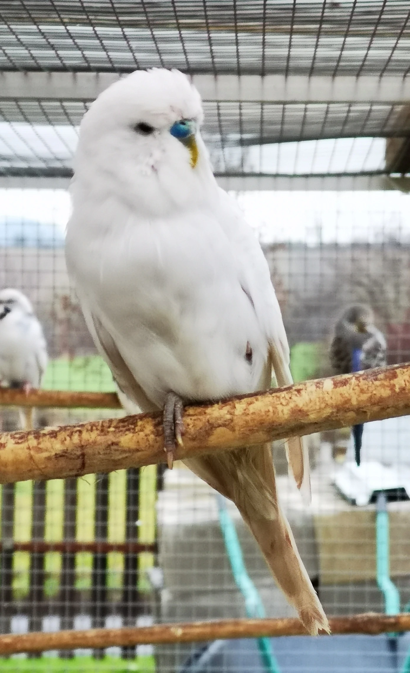 Andulka vlnkovaná 2025 po výstavních rodičích