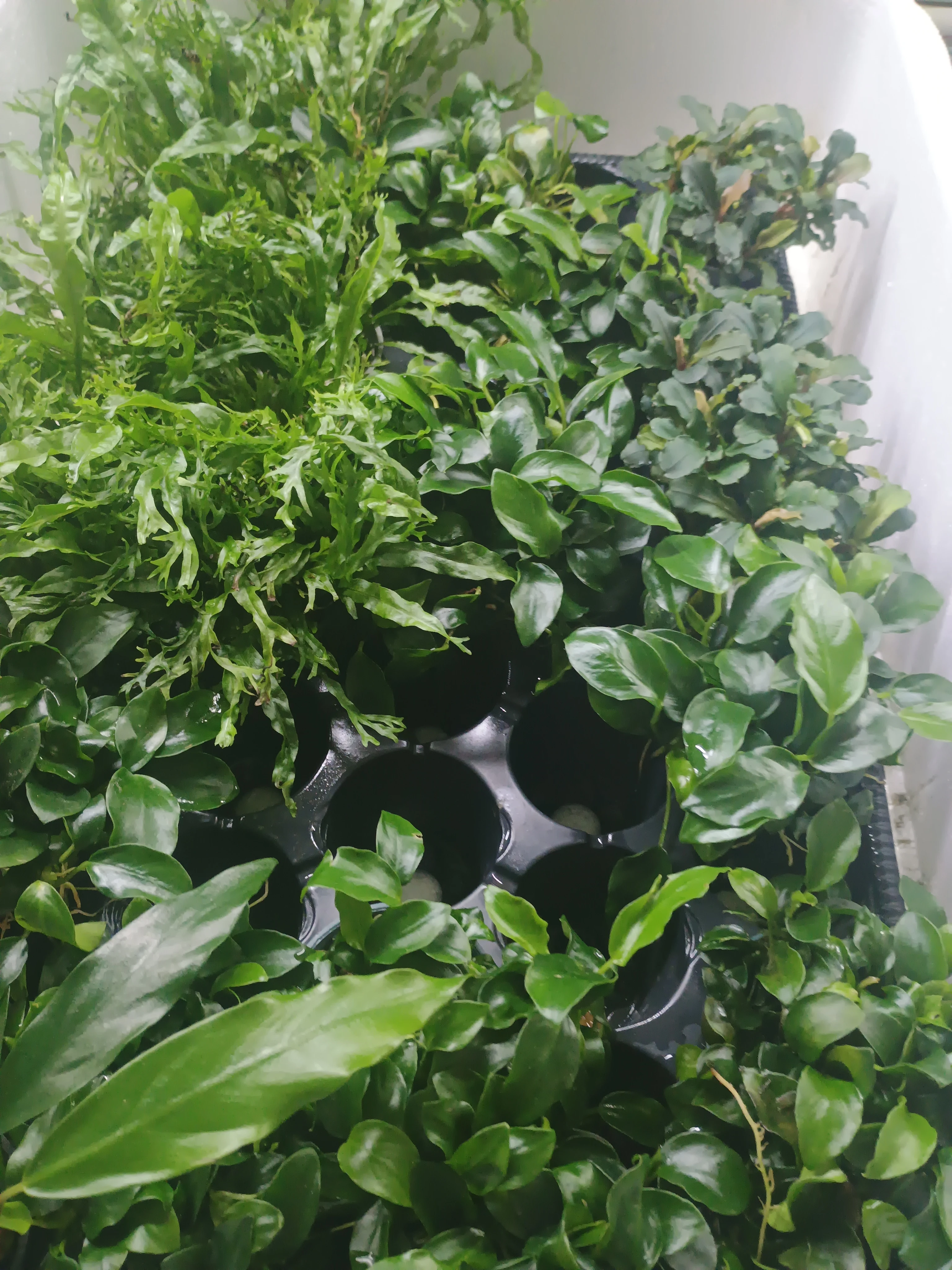 Akvarijní rostliny -pěstirna Petrovice u Karviné