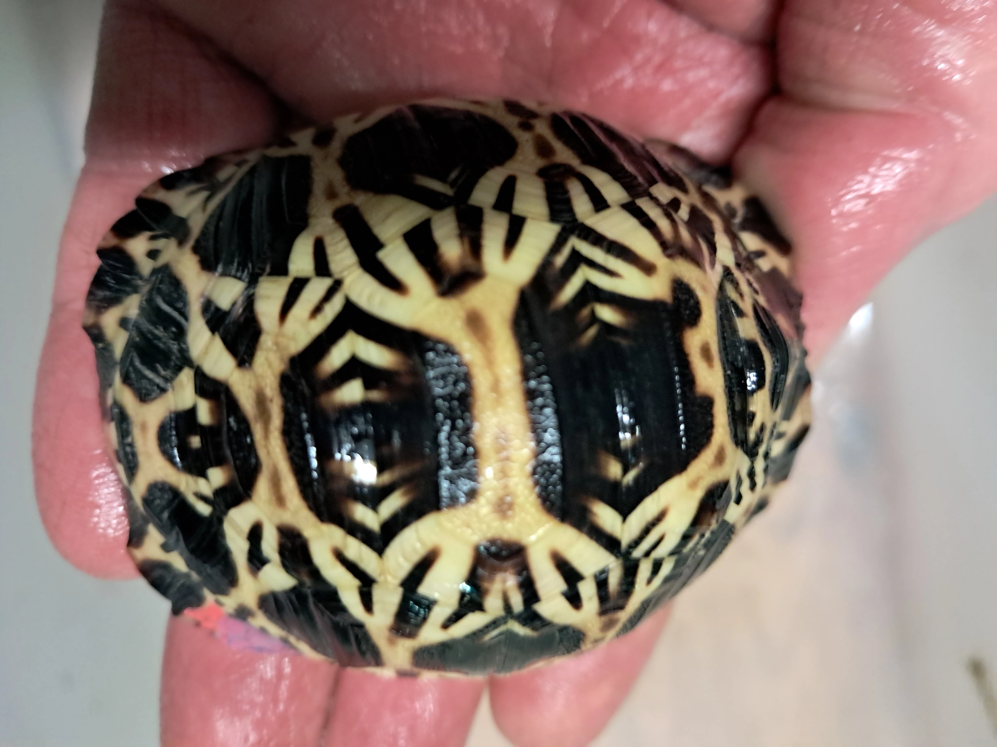 Zelvy paprscite, a hvezdnate