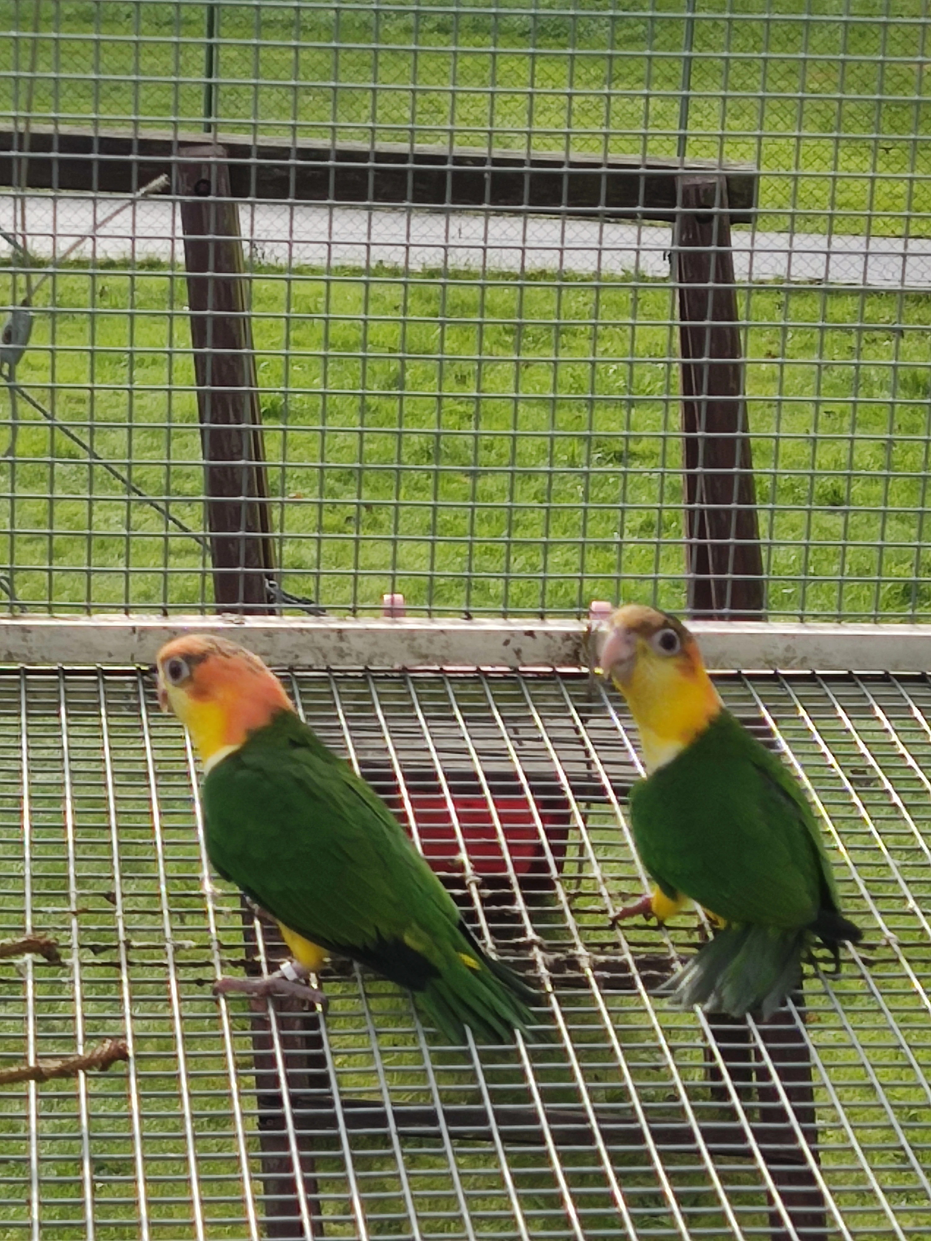 Amazonek bělobřichý