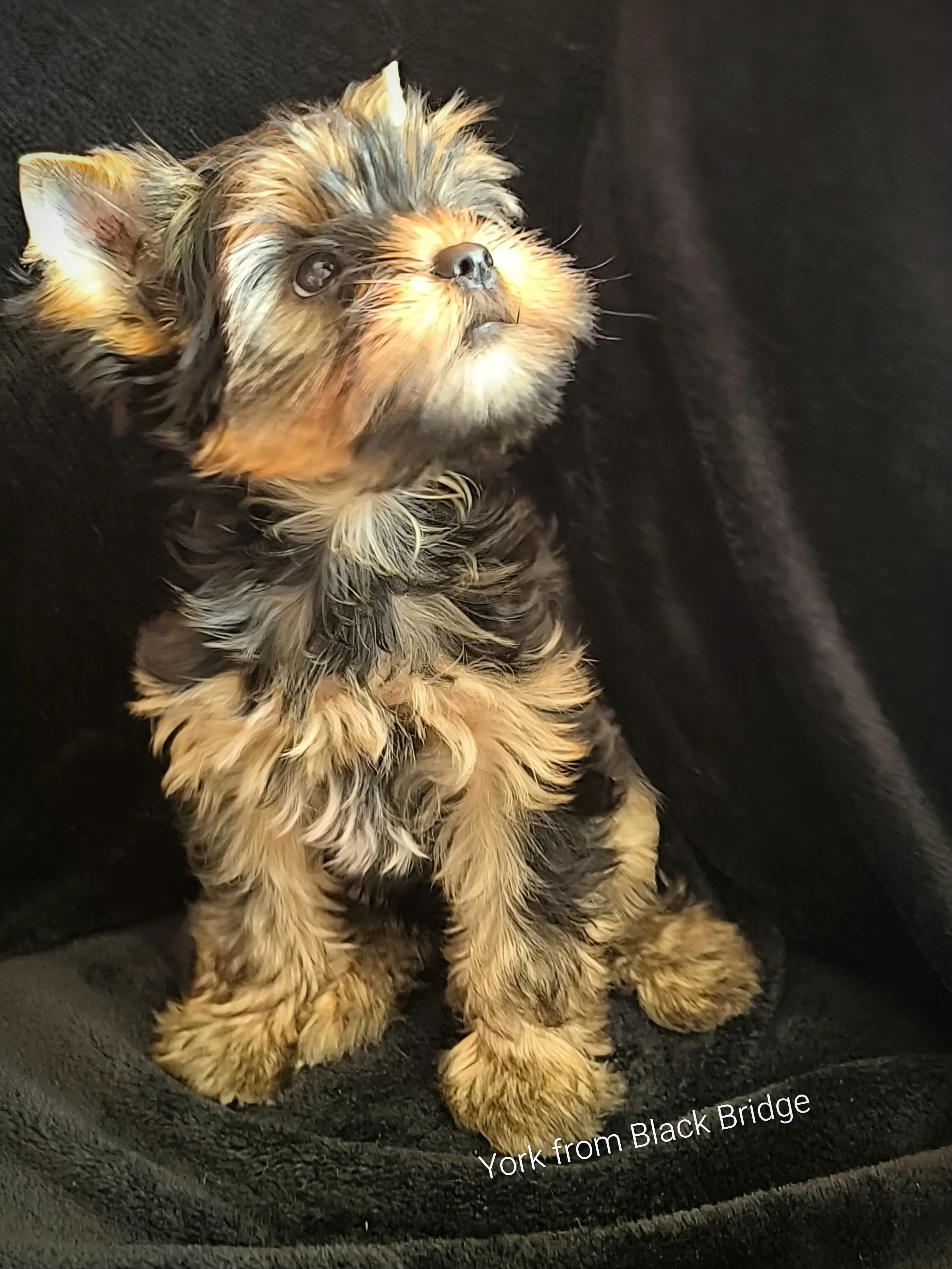 Jorkšírský teriér s PP