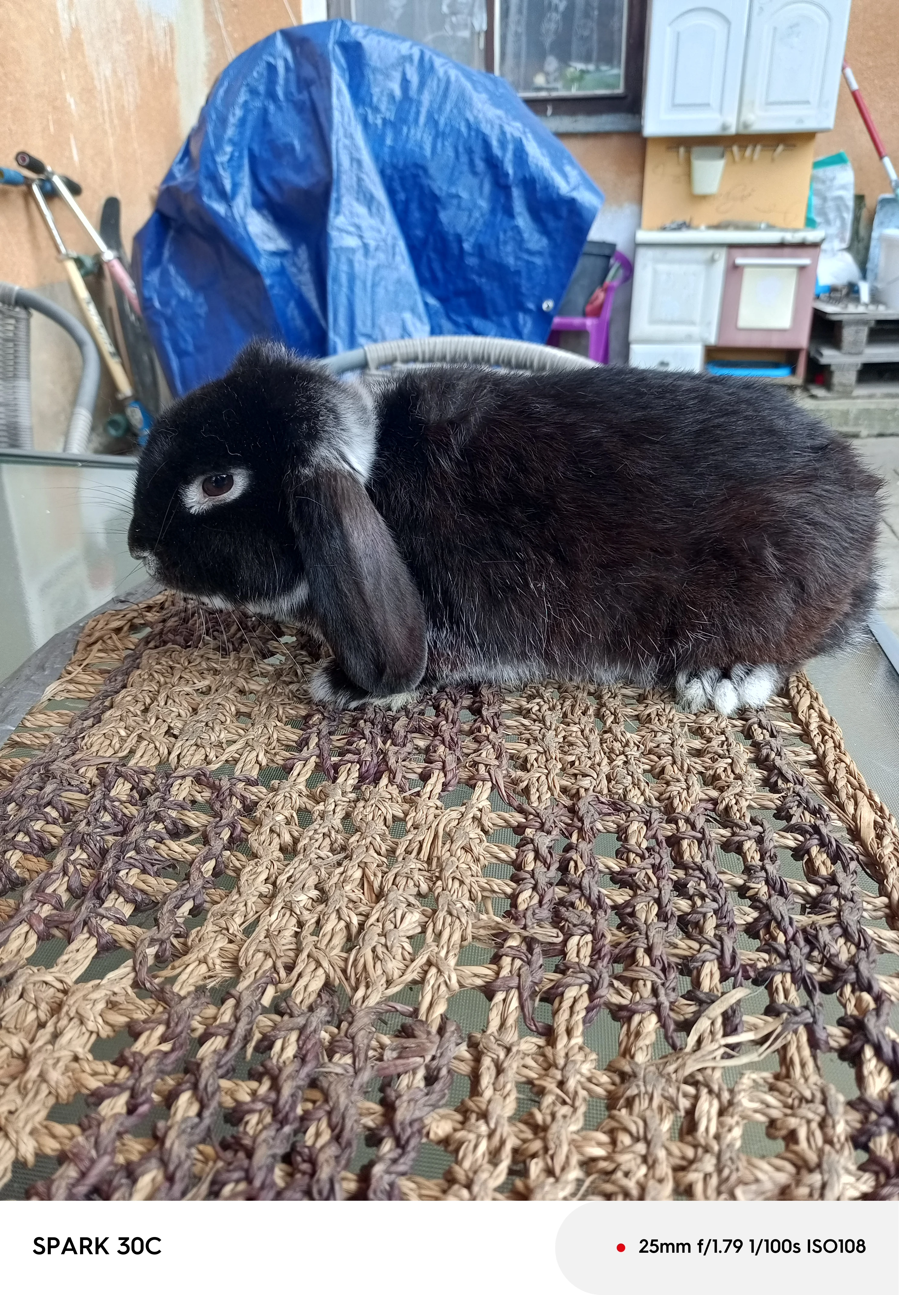 Prodám beránka bílopesíkatého