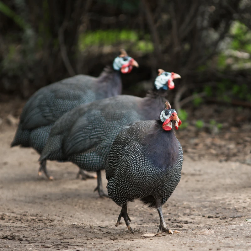Perlička kropenatá
