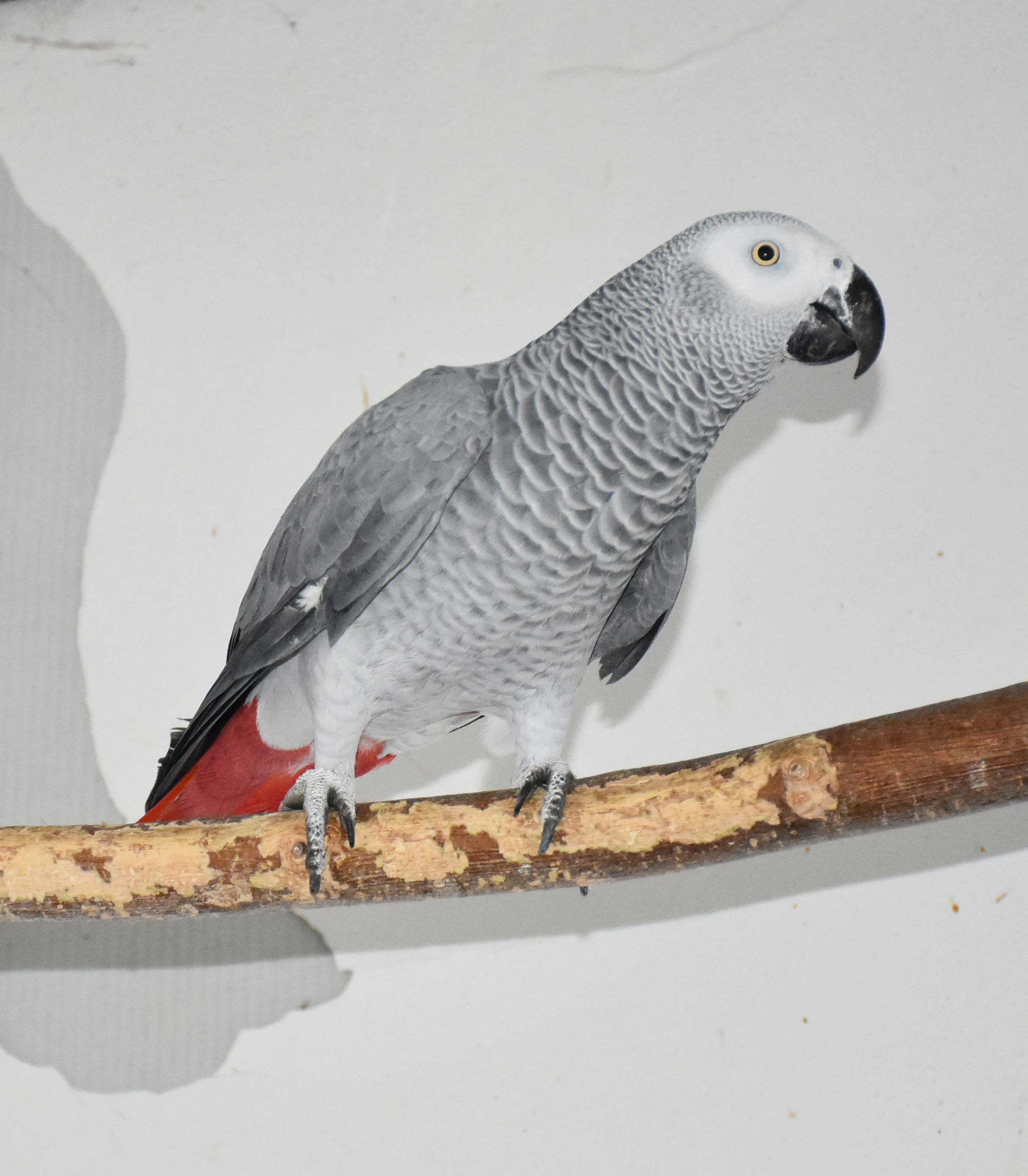 Papoušek šedý - žako