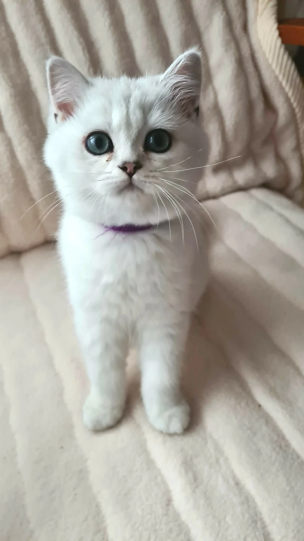 Britský kocourek s PP