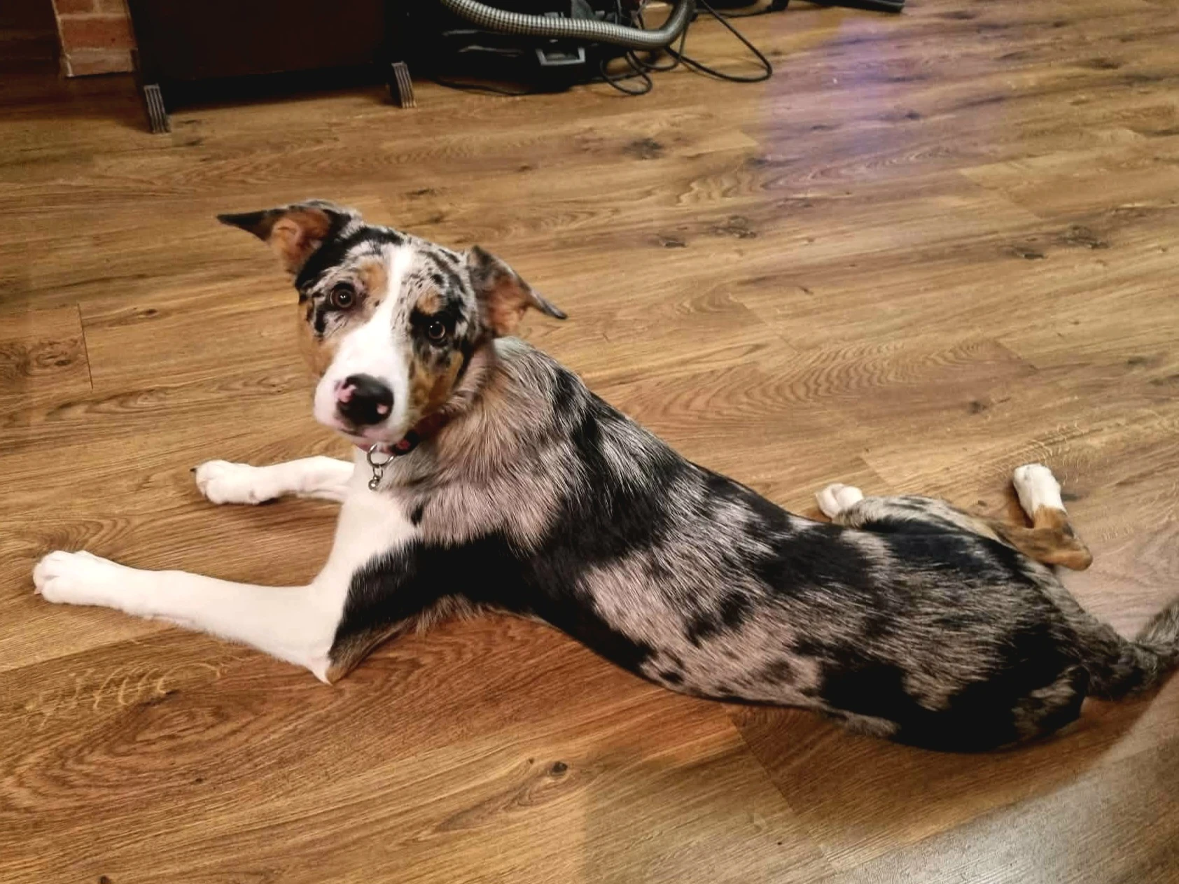 Border kolie s PP (s rodokmenem)