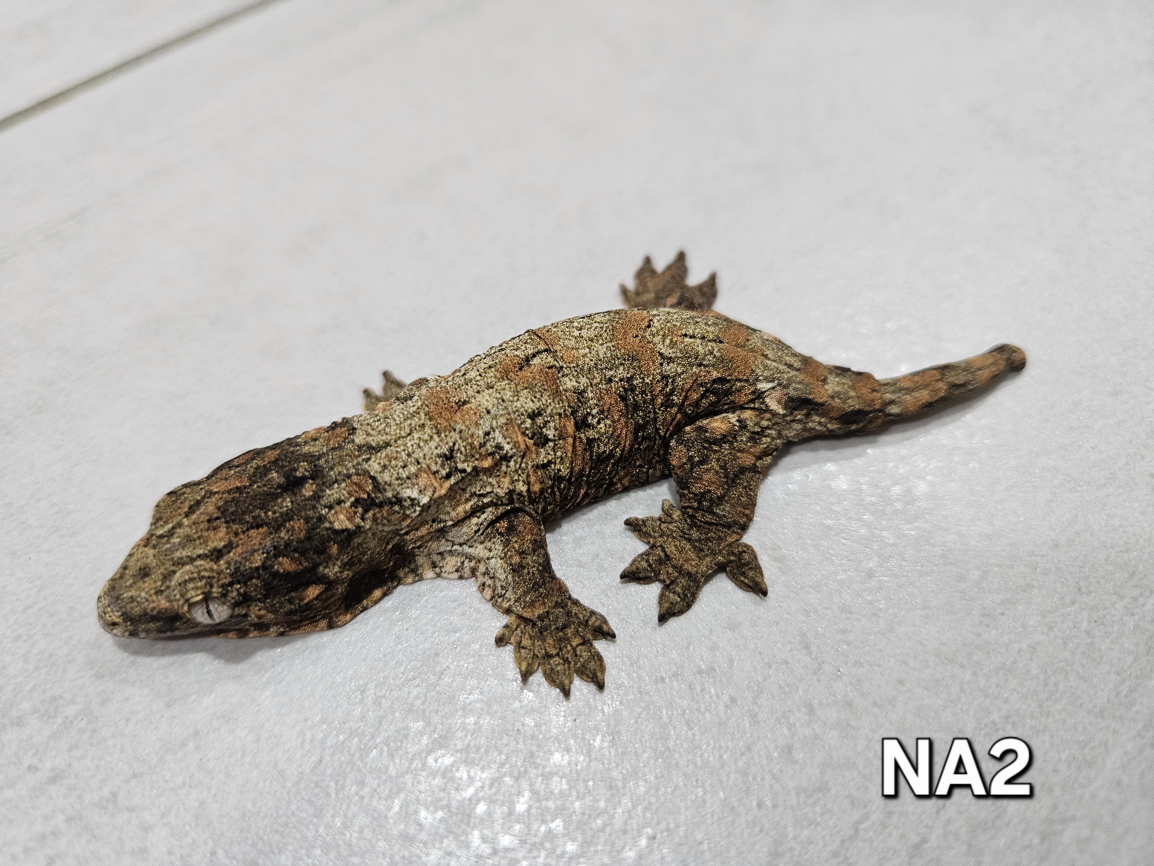 Mláďata Nuu Ami - Pink line