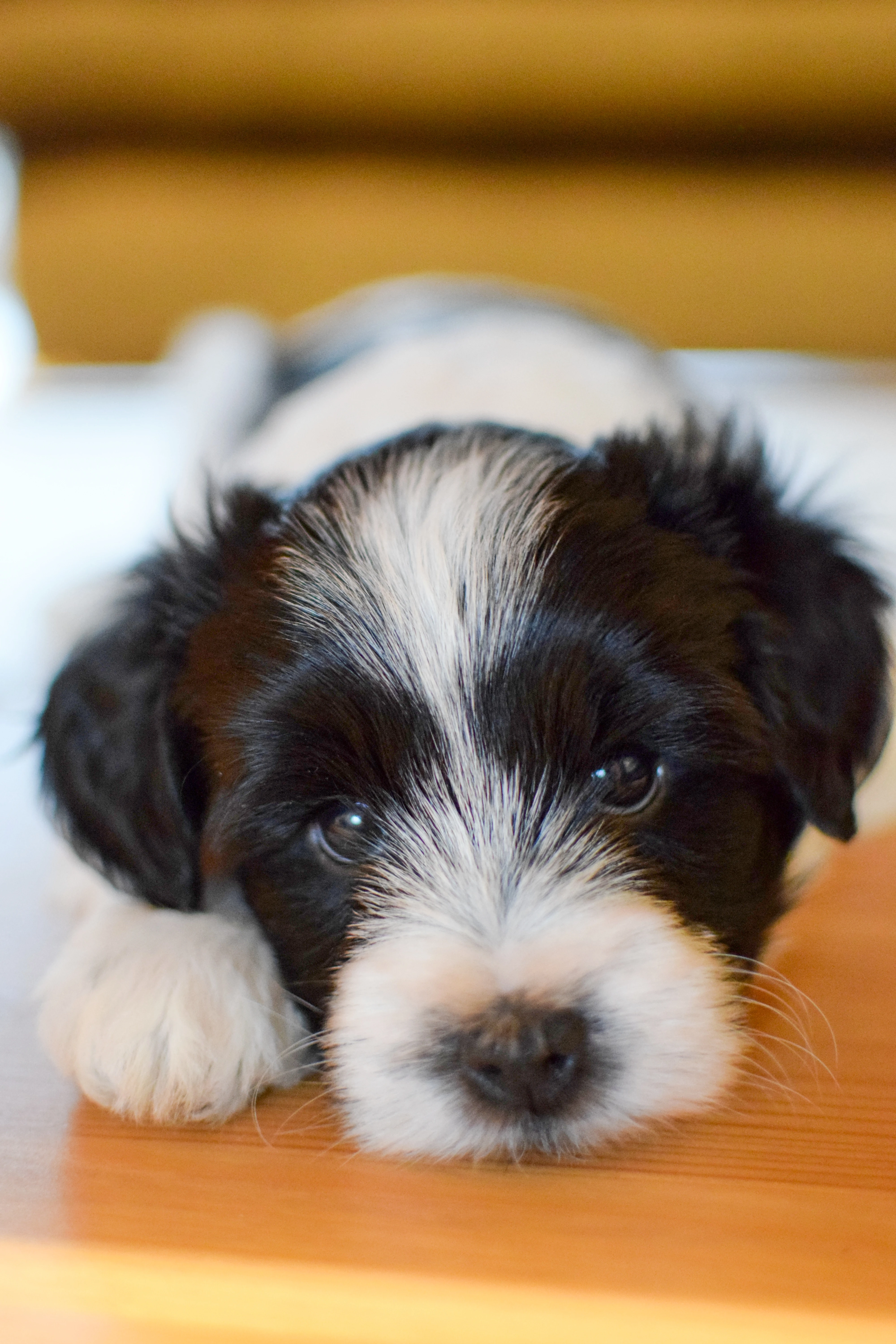 Prodám štěňátka tibetského teriéra s PP