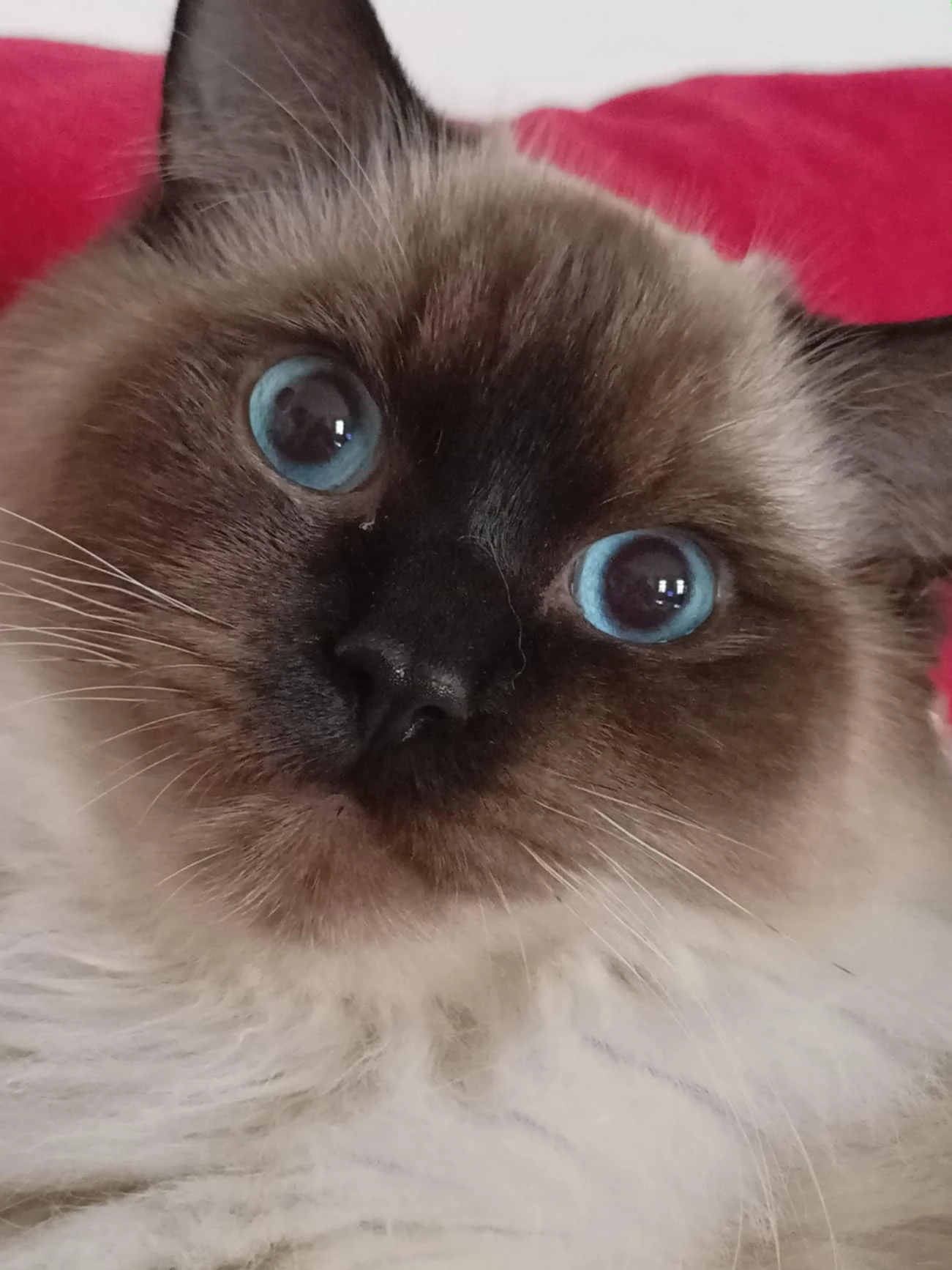 Krásný kocourek Radgoll