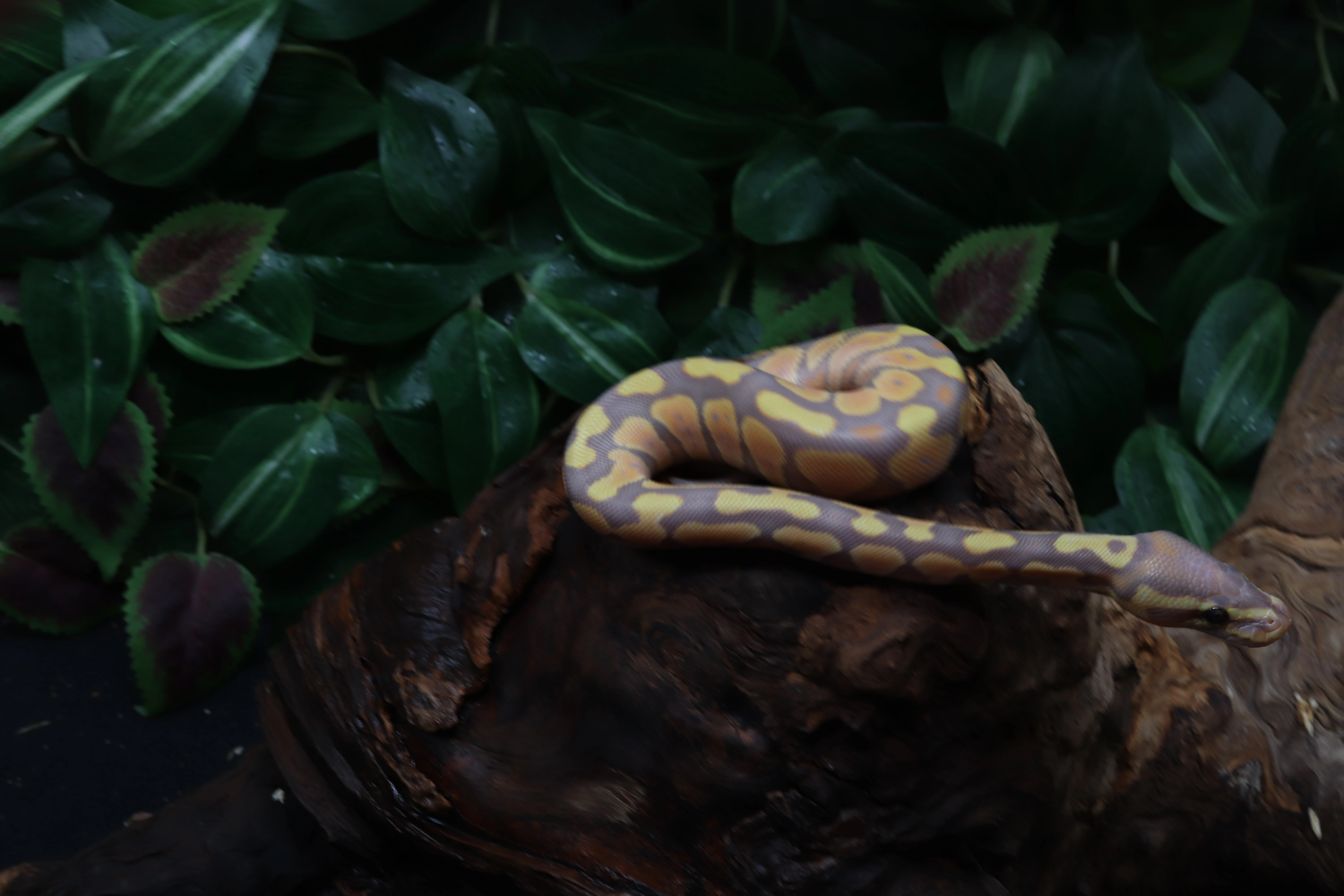 Krajta královská - samice - Banana