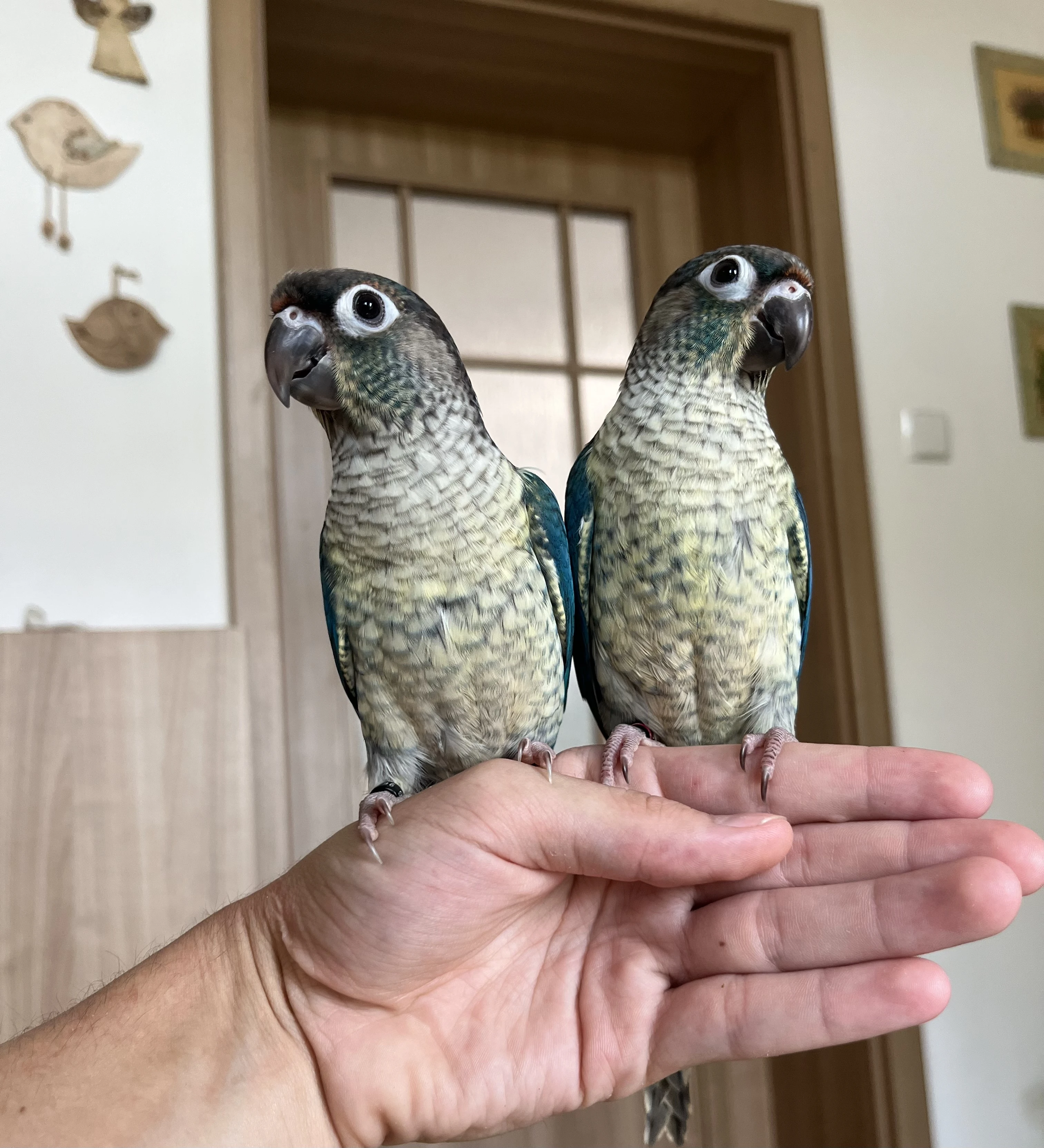 Ručně dokrmená mláďata - pyrura zelenolící