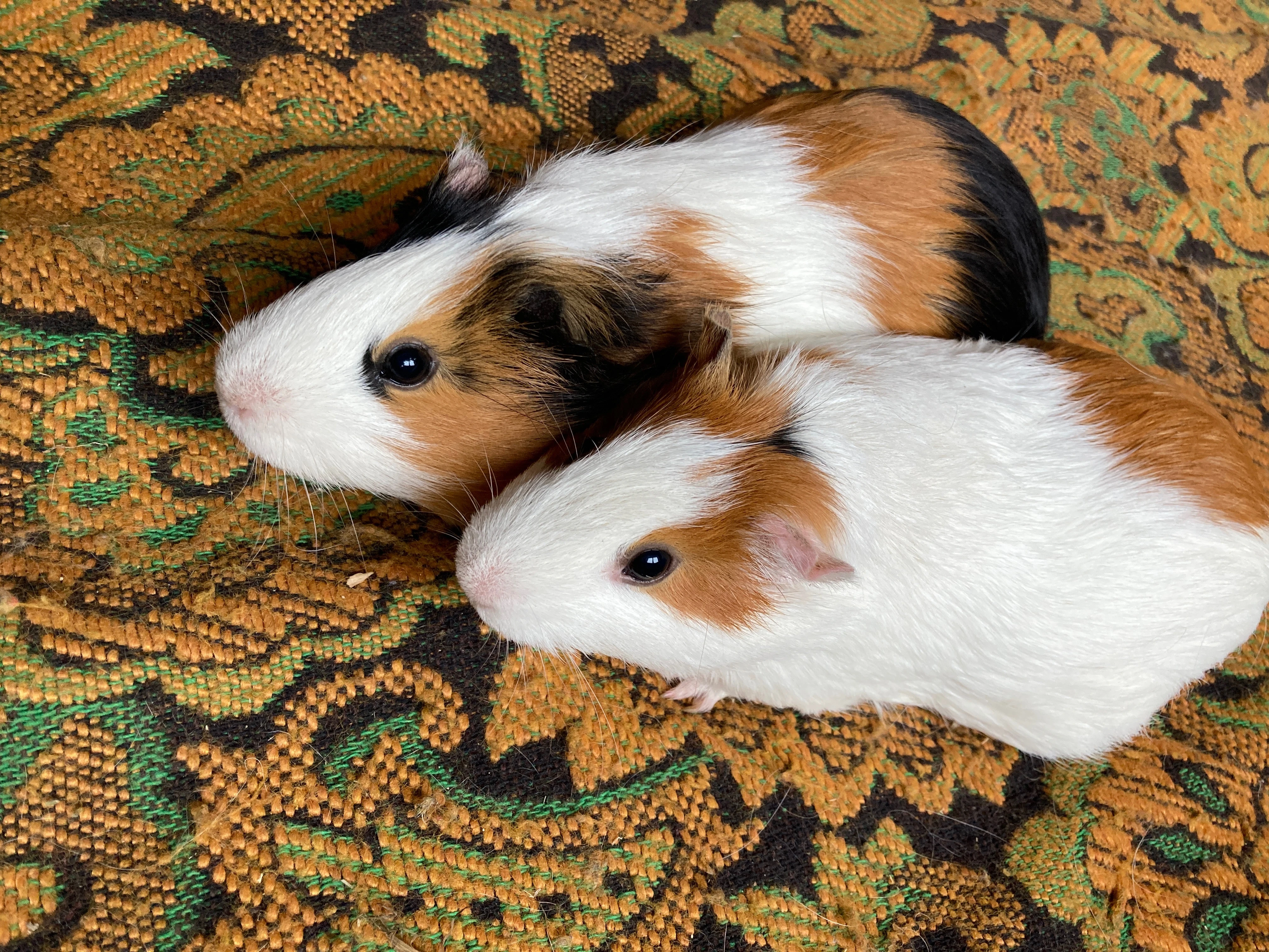 Morčata - starší dámičky