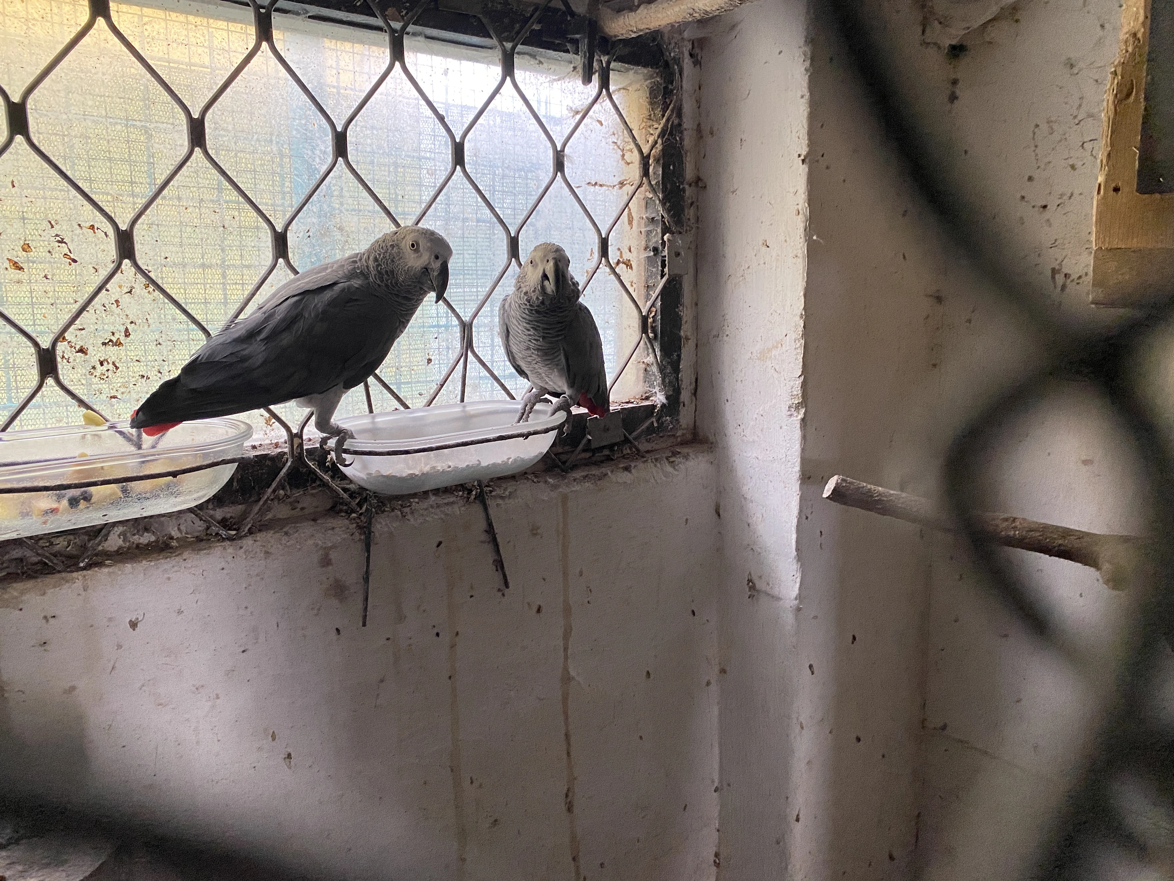 2 chovné páry Žako