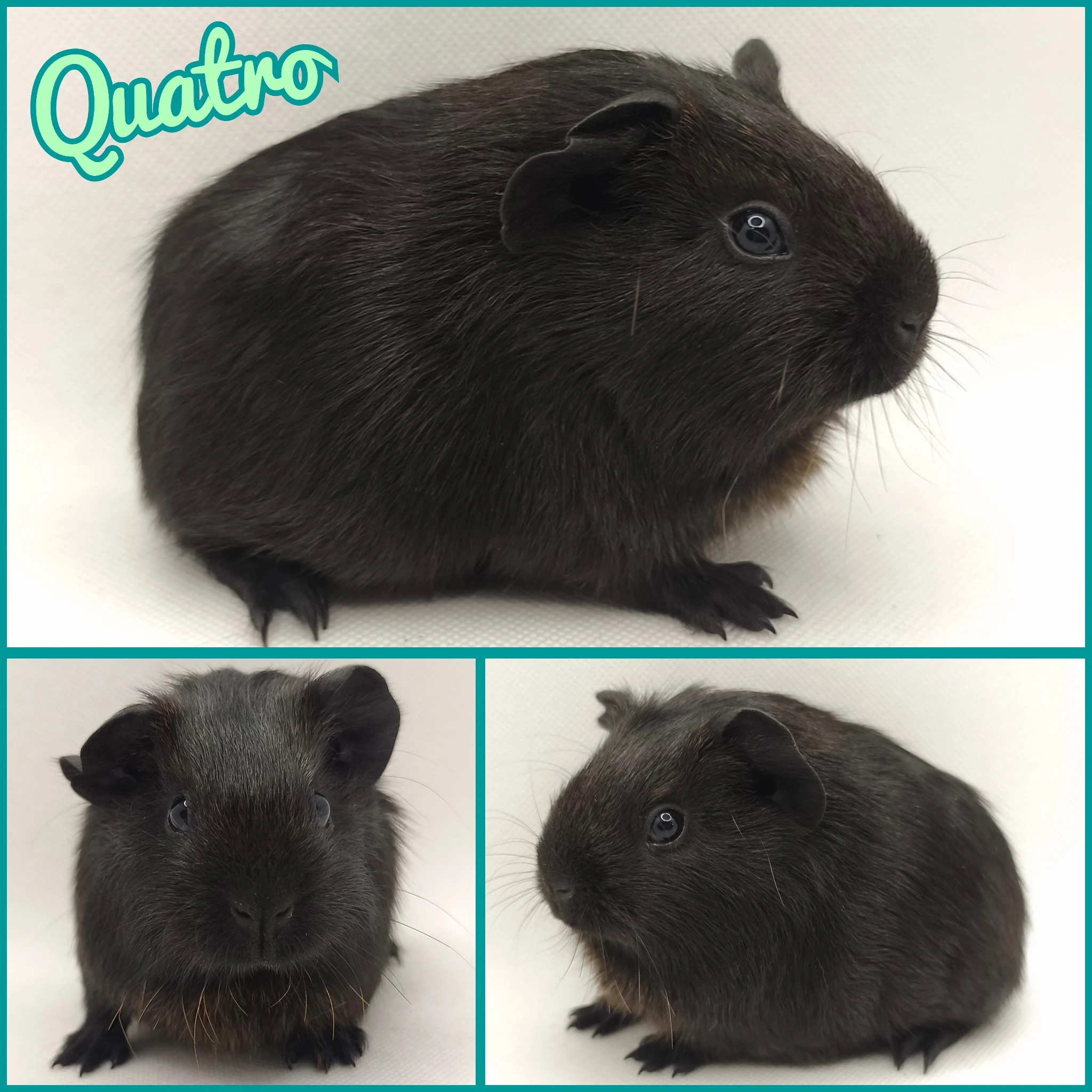 Morče vánoční miminka s PP