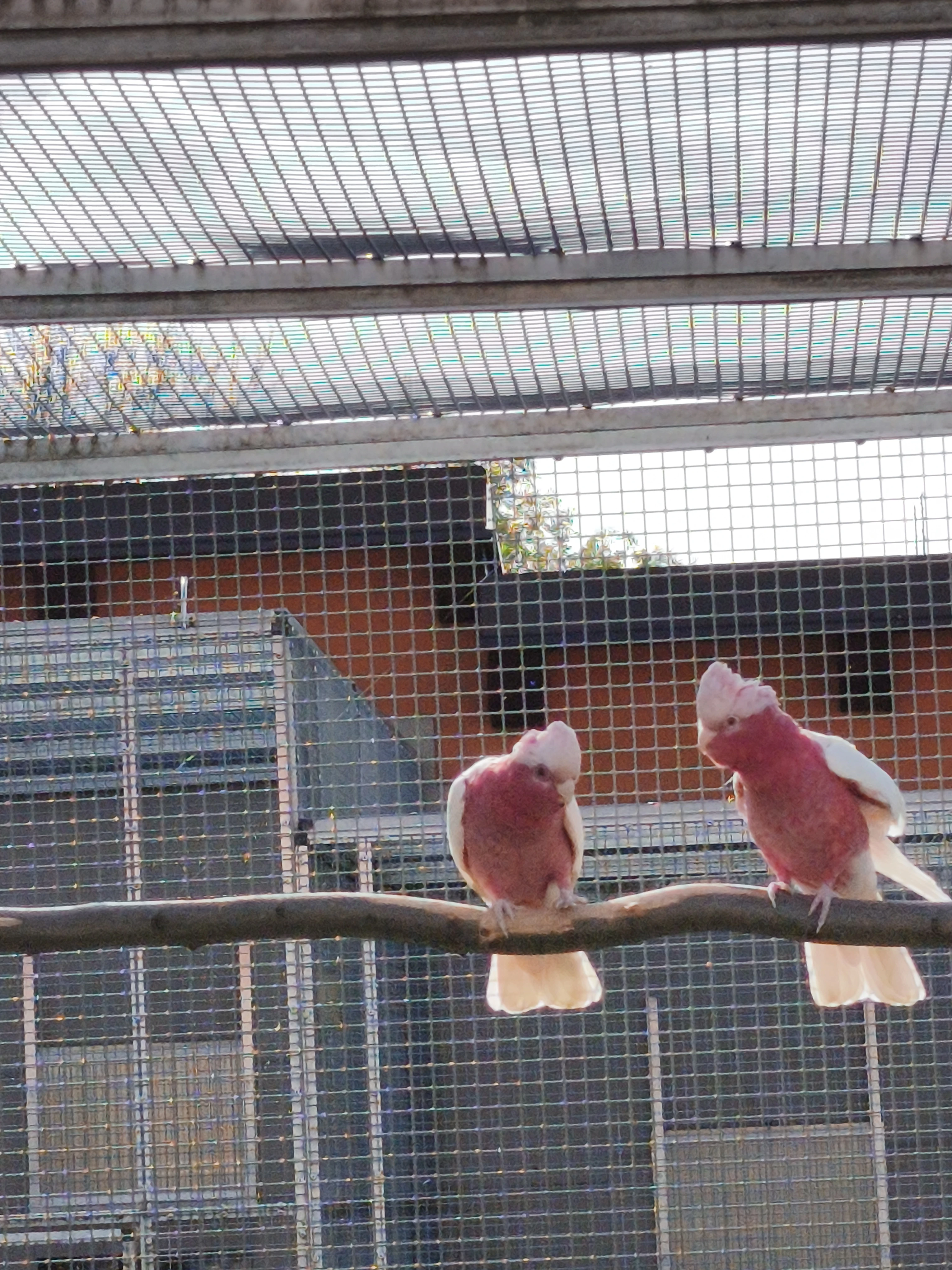 Kakadu růžový lutino.