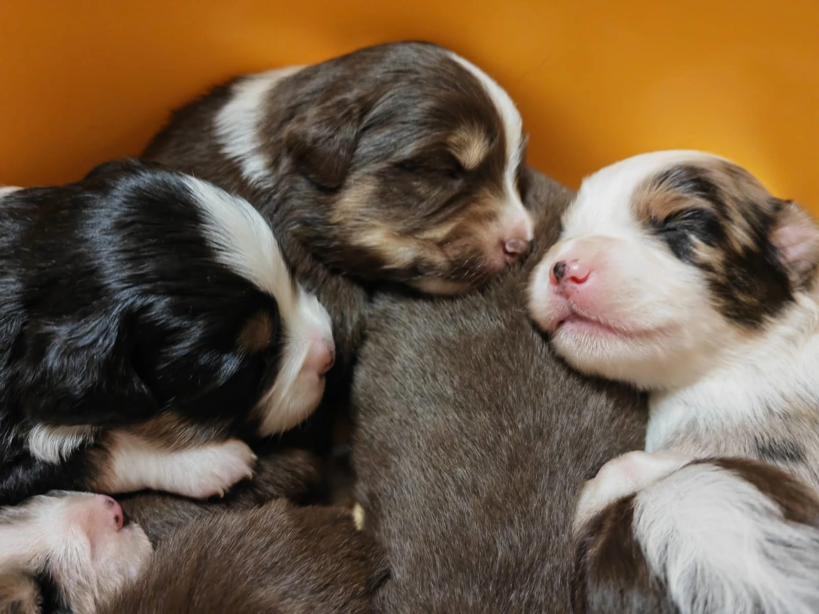 Šěňátka miniaturní americký ovčák s PP