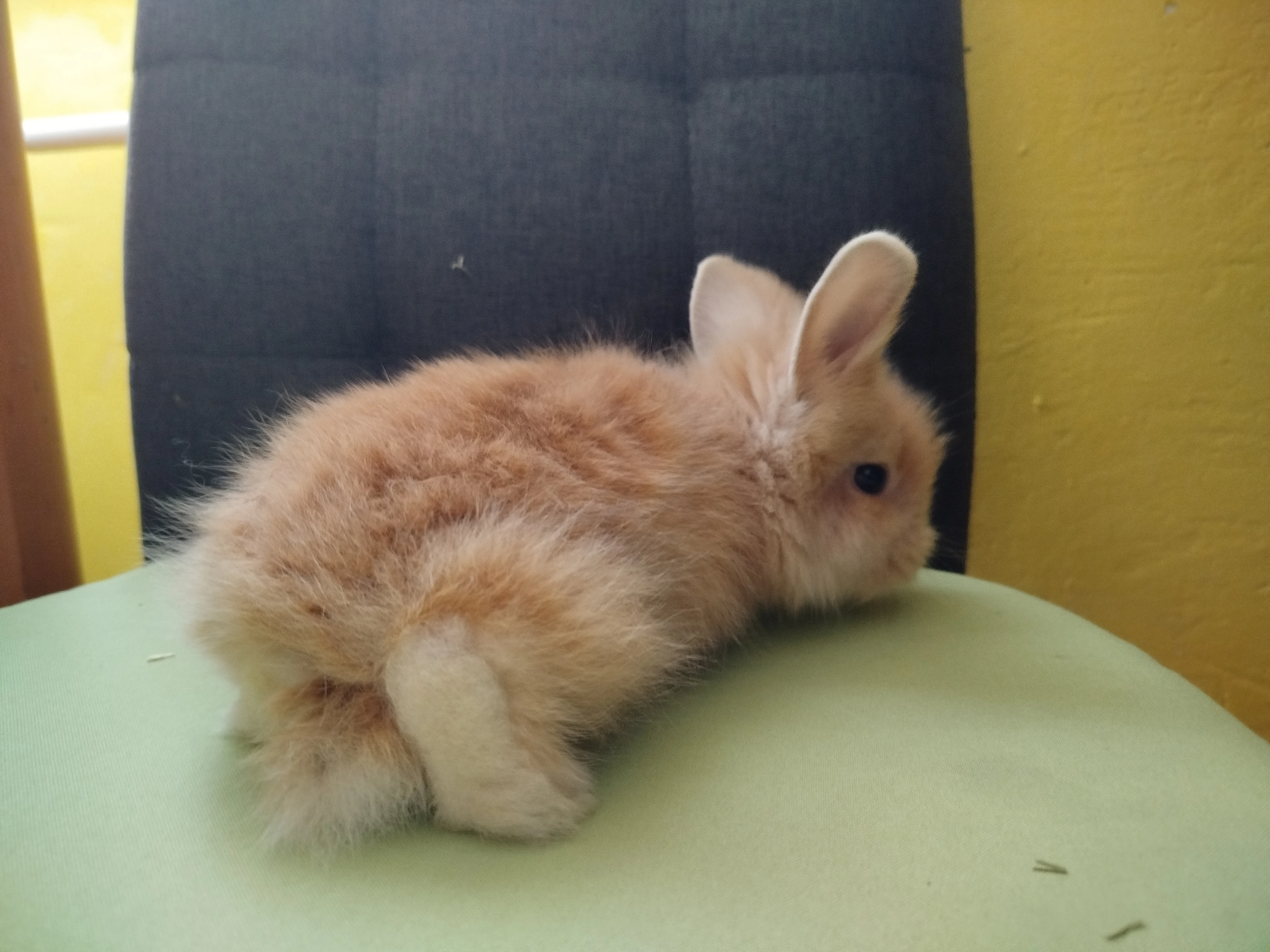 Králíčci mláďata