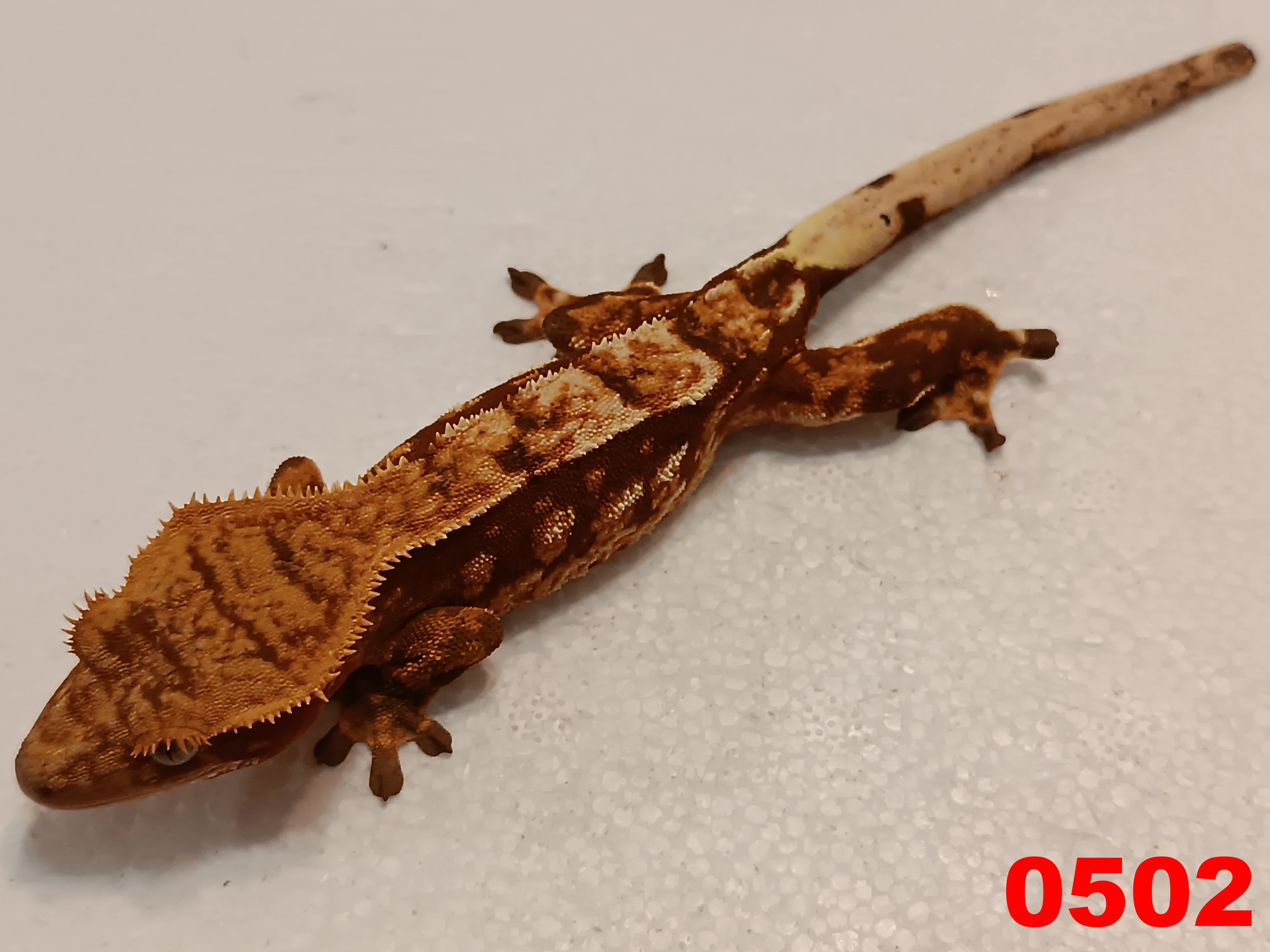 Pagekon řásnatý  Samice