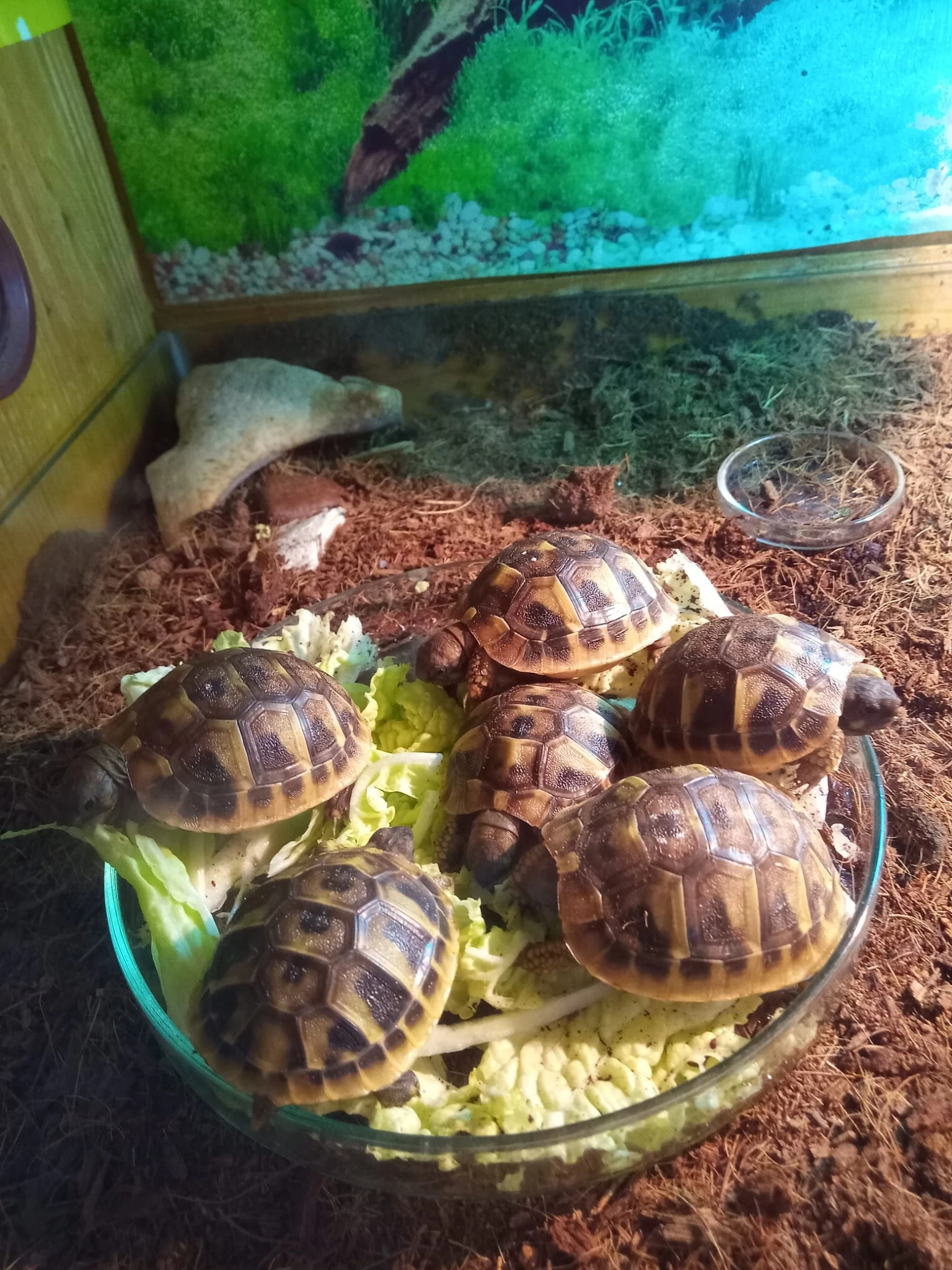 Želva zelenavá-Testudo hermanni