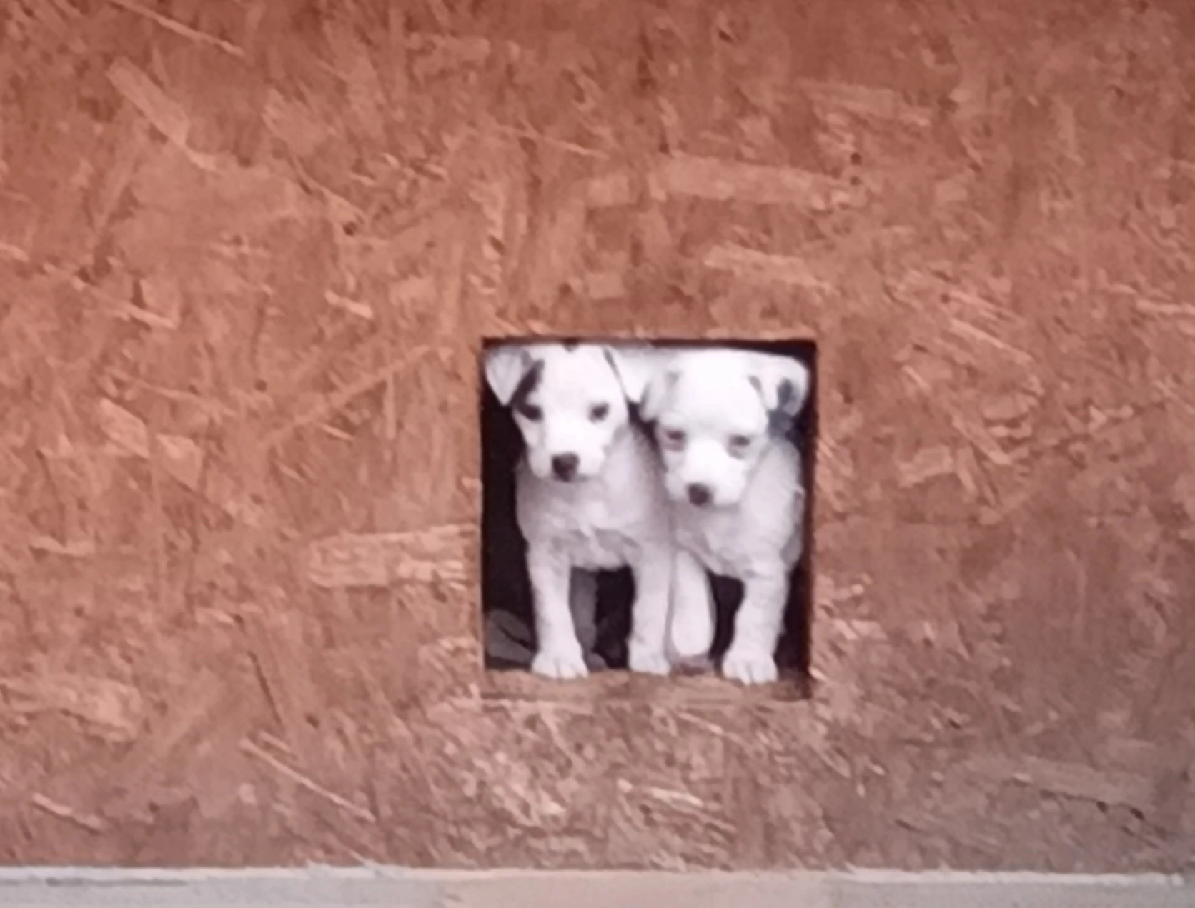 Jack Russell teriér