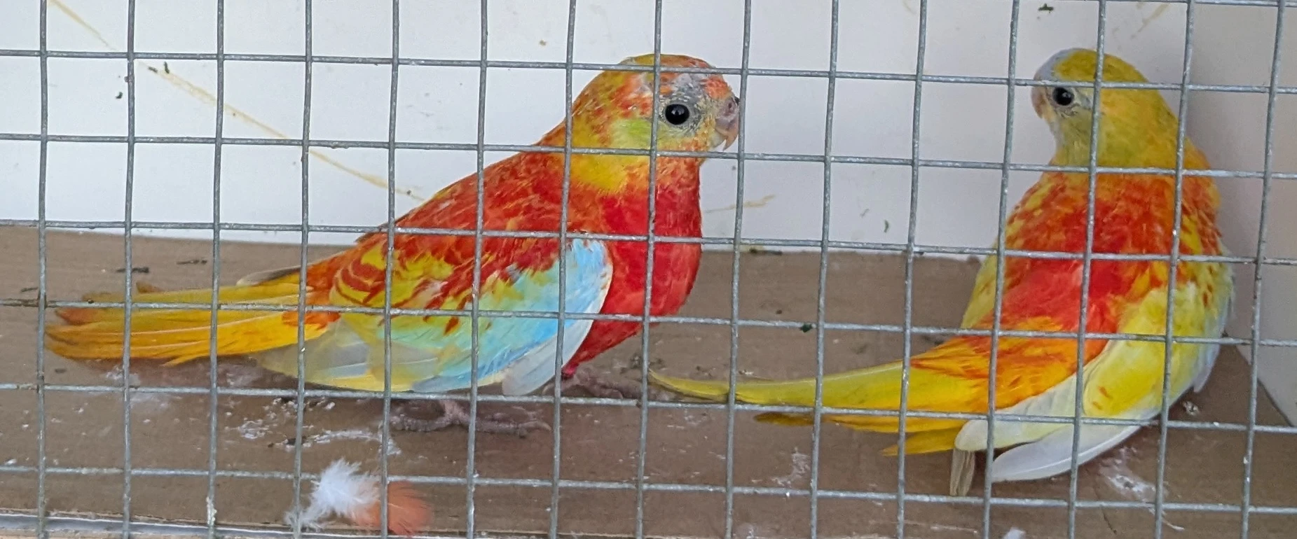 Neoféma tyrkysová zlatožlutá rudoprsá