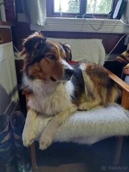 Pejsek typu borderkolie