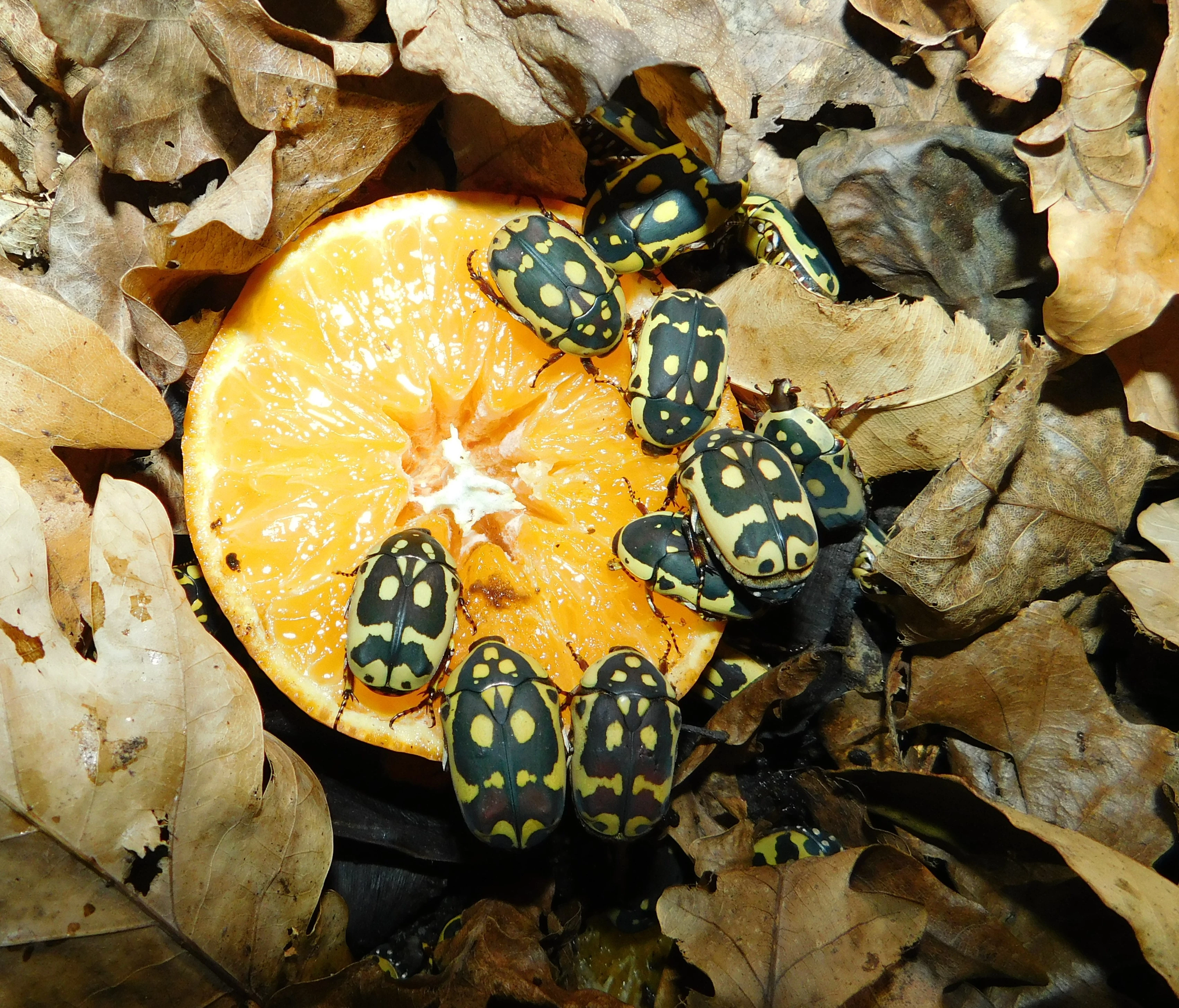 Zlatohlávek Pachnoda aemula (Afrika)