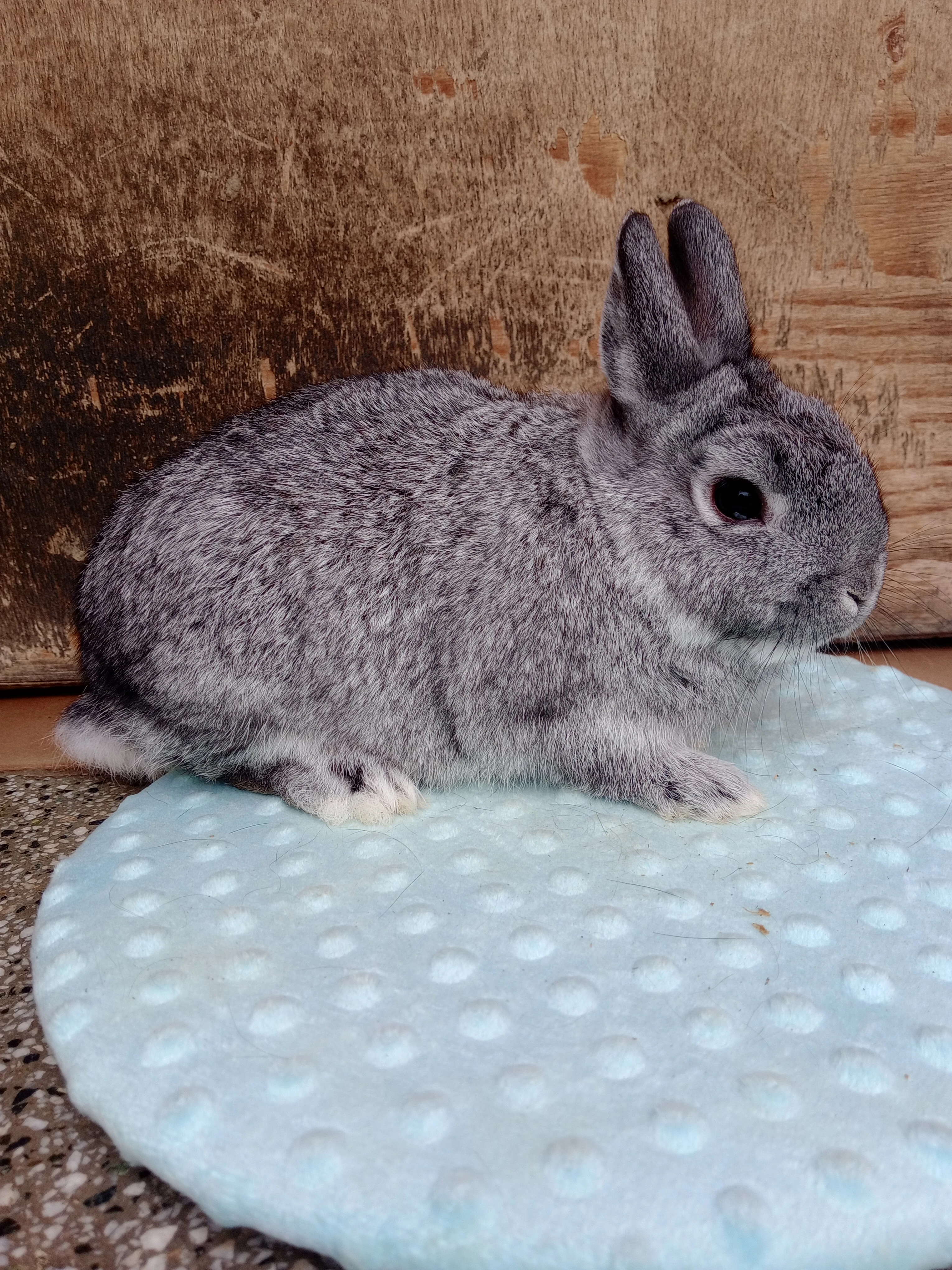 Zakrslý činčilový