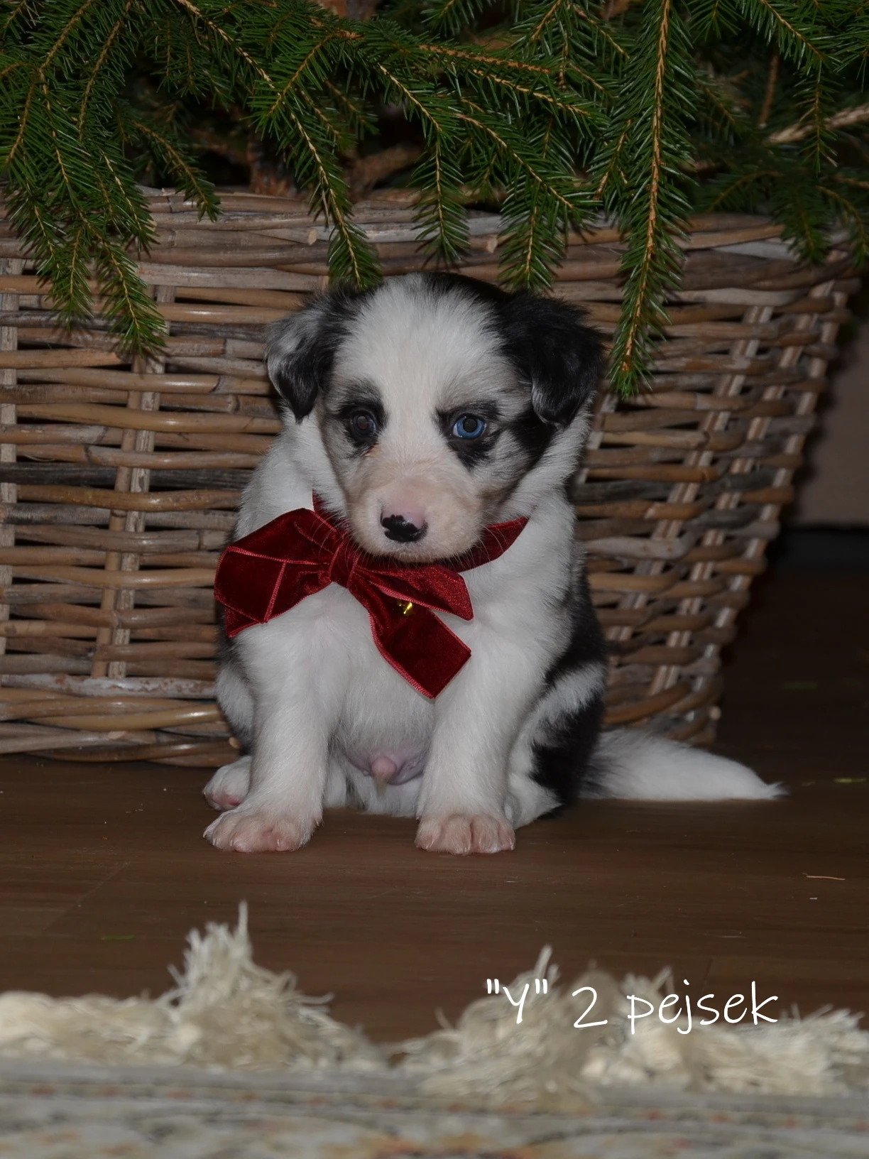 Pejsci border kollie