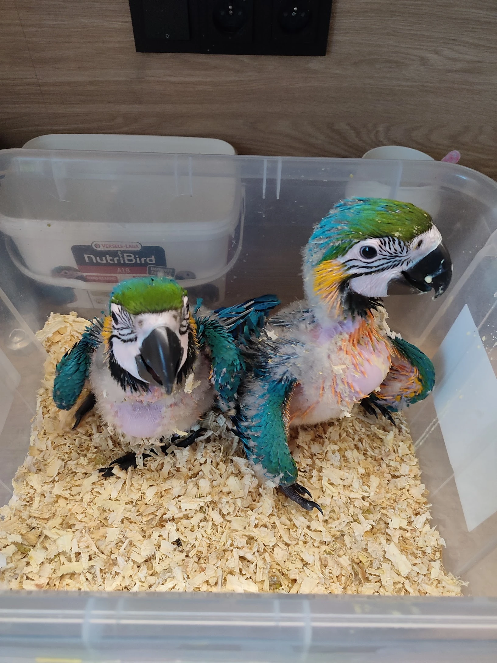 Mláďata k ručnímu dokrmení