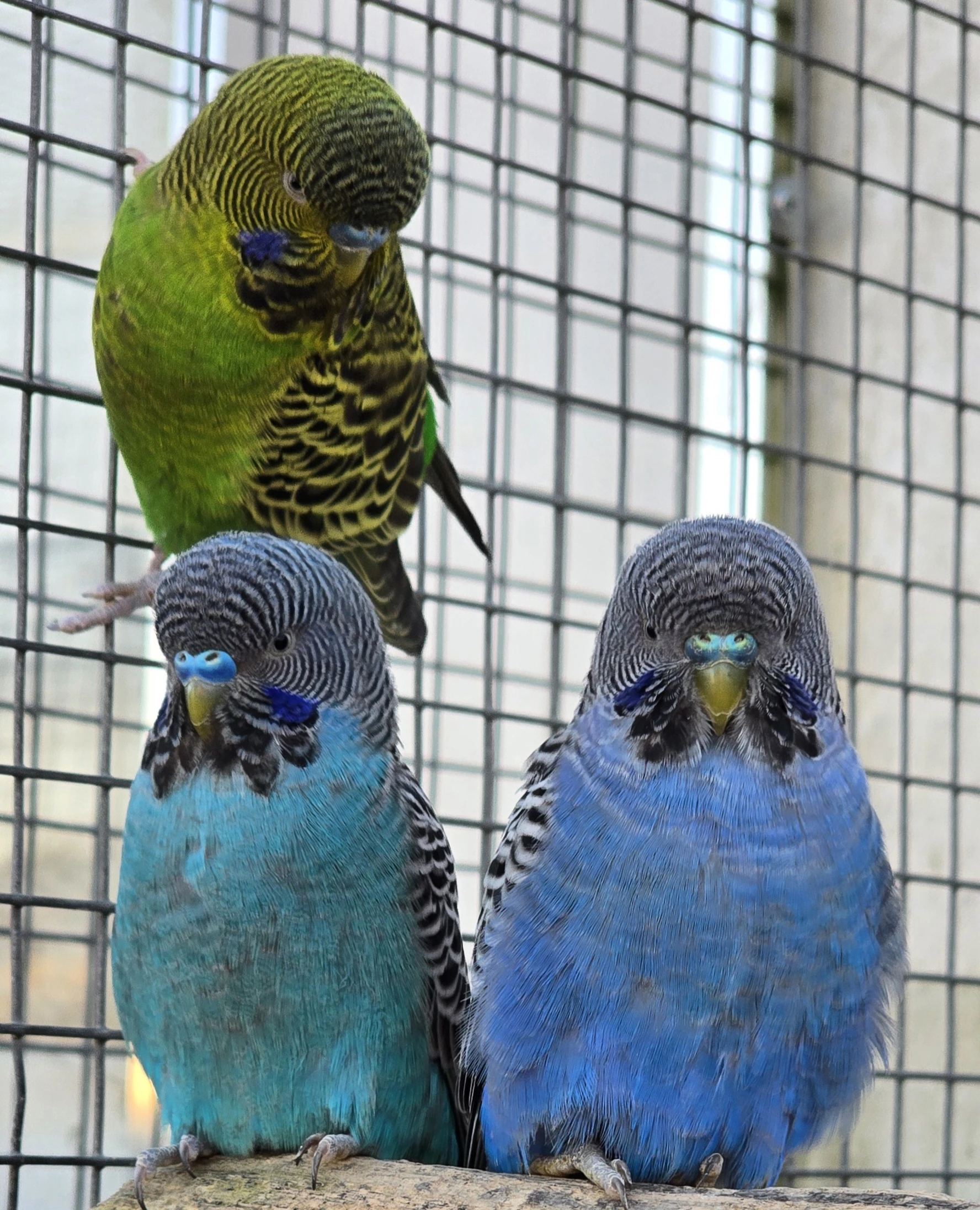 Blackface blackwing blackfaceblackwing andulka andulki andulka