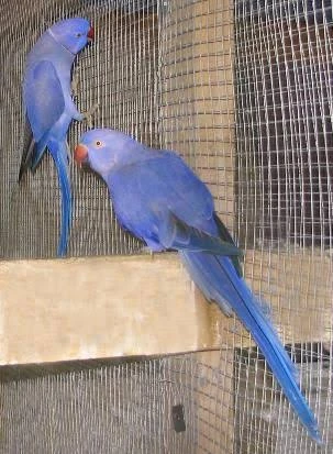 Alexandr malý Violeta