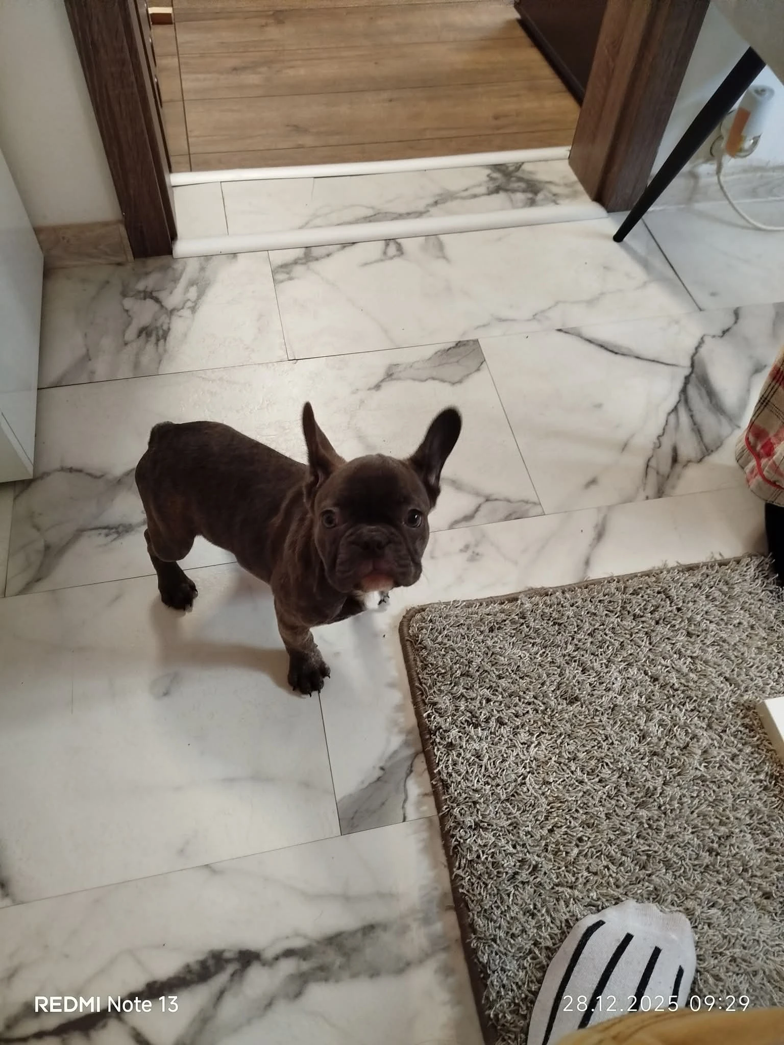 Francouzský buldoček