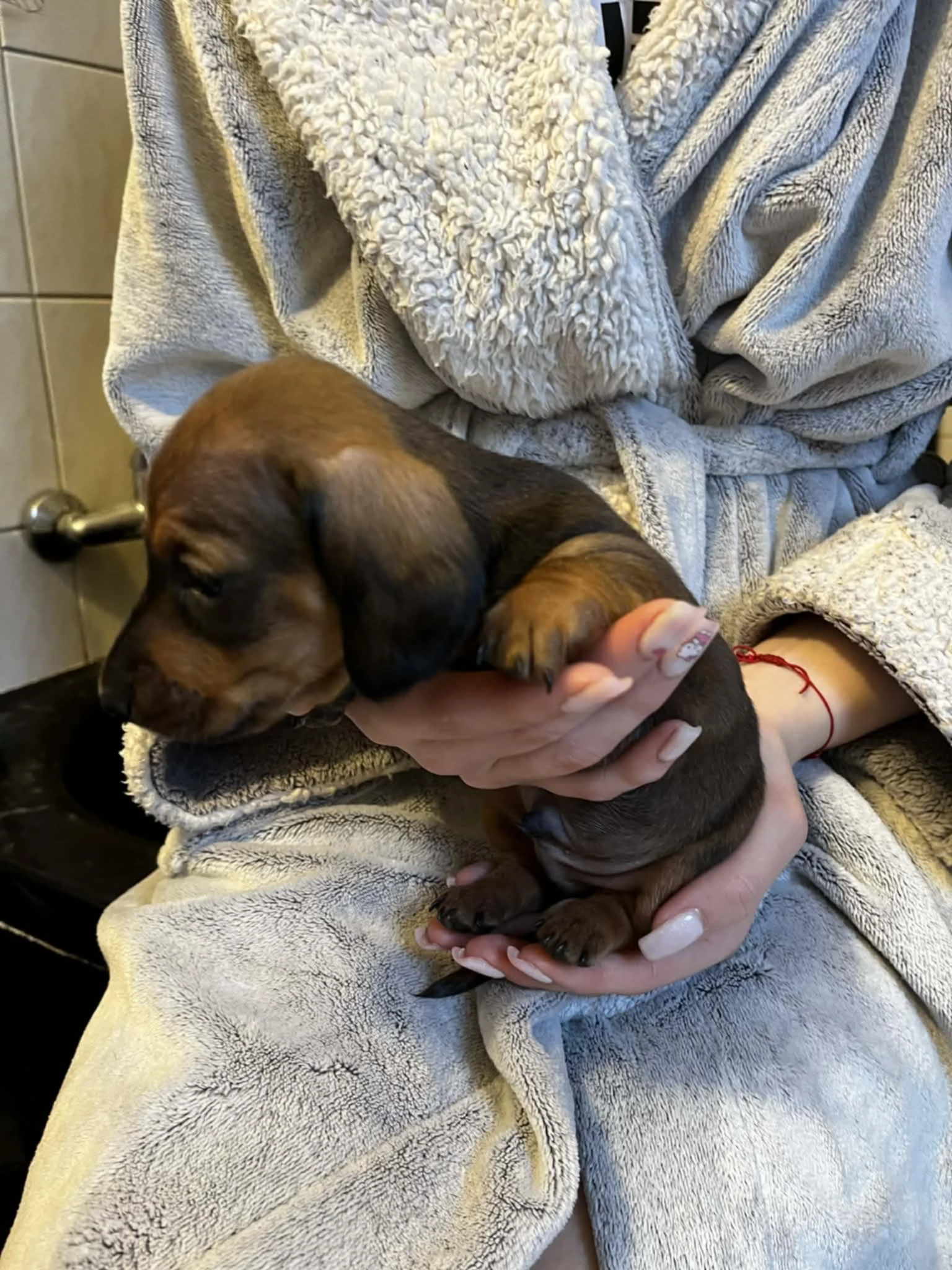 Jezevčík hladkosrstý trpasličí