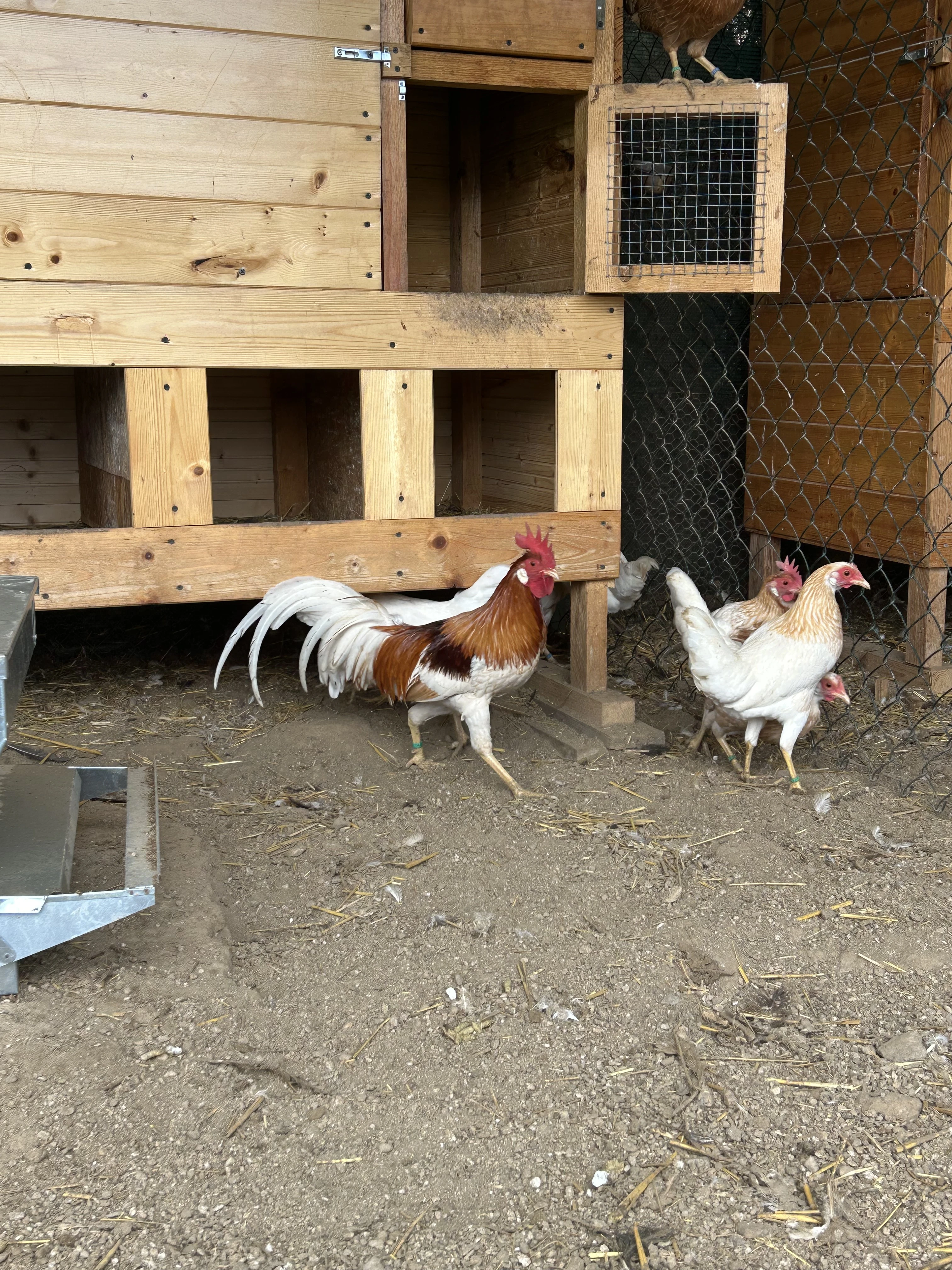 Zdr. vlašky červeně sedlaté zlatokrké