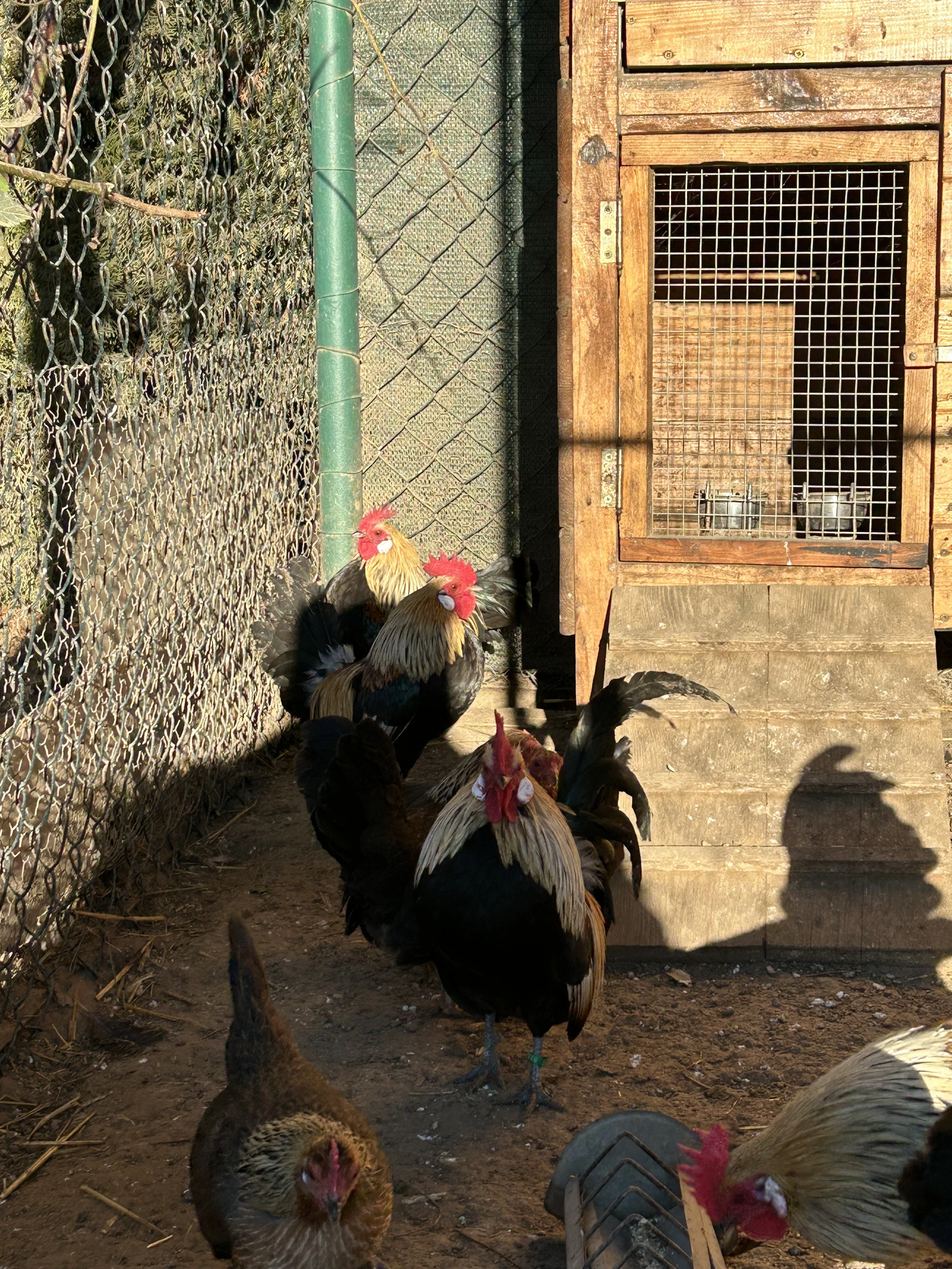 Zakrslá holandská slepice oranžovokrká