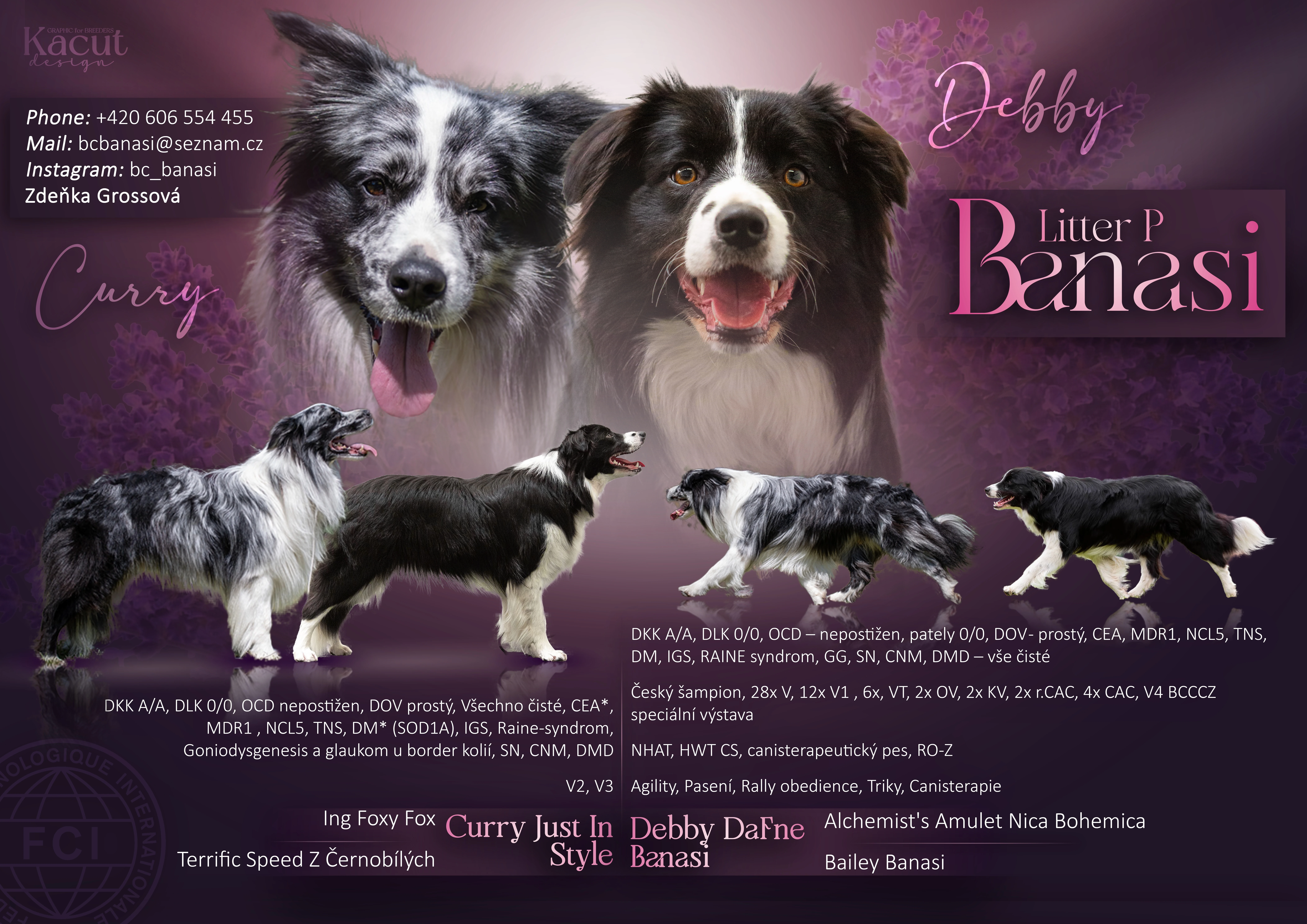 Border Collie s PP / Border Kolie s PP