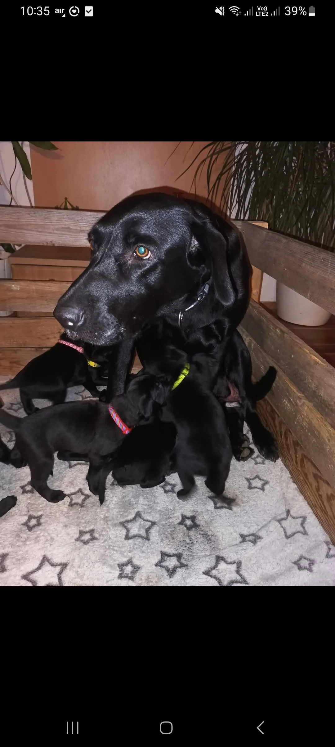 Hledáme milující domovy pro štěňátka