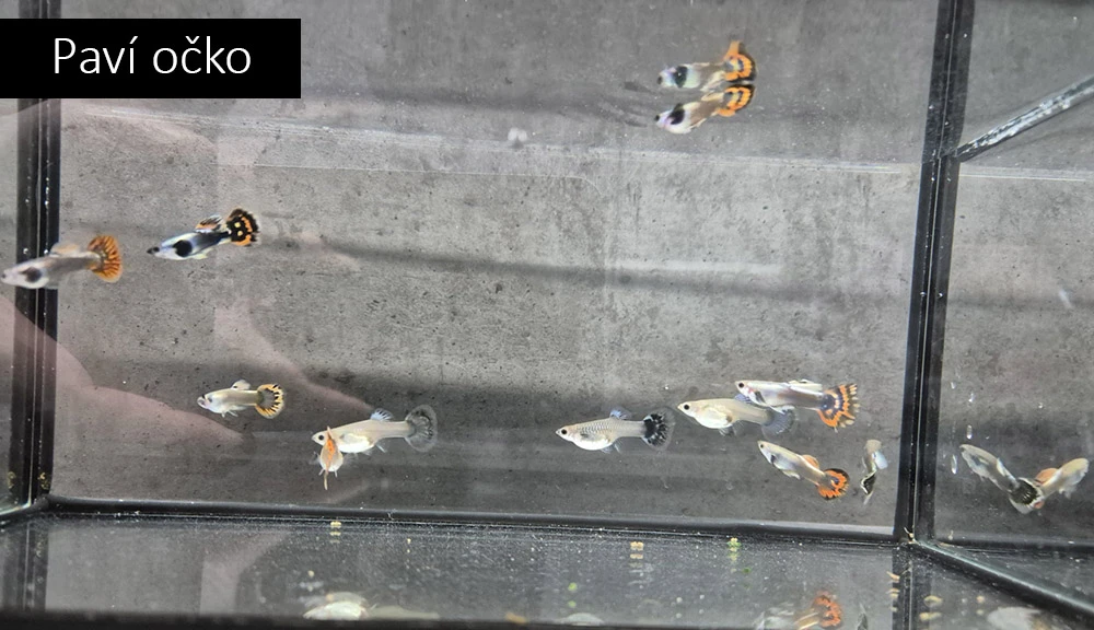 Paví očka, parmičky, kardinálky, pancéřníčci, ancistrusi