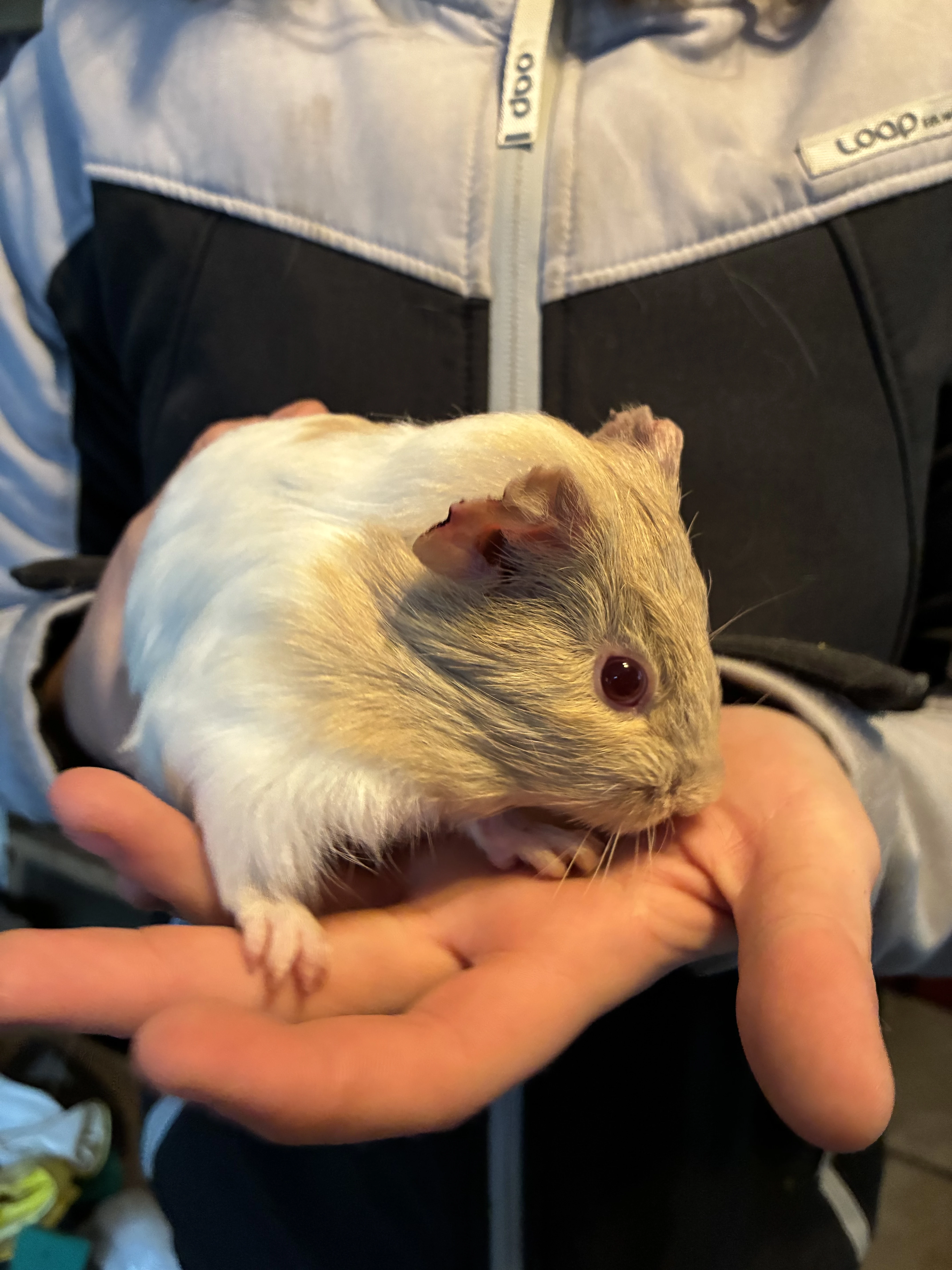 Mláďata morčátek