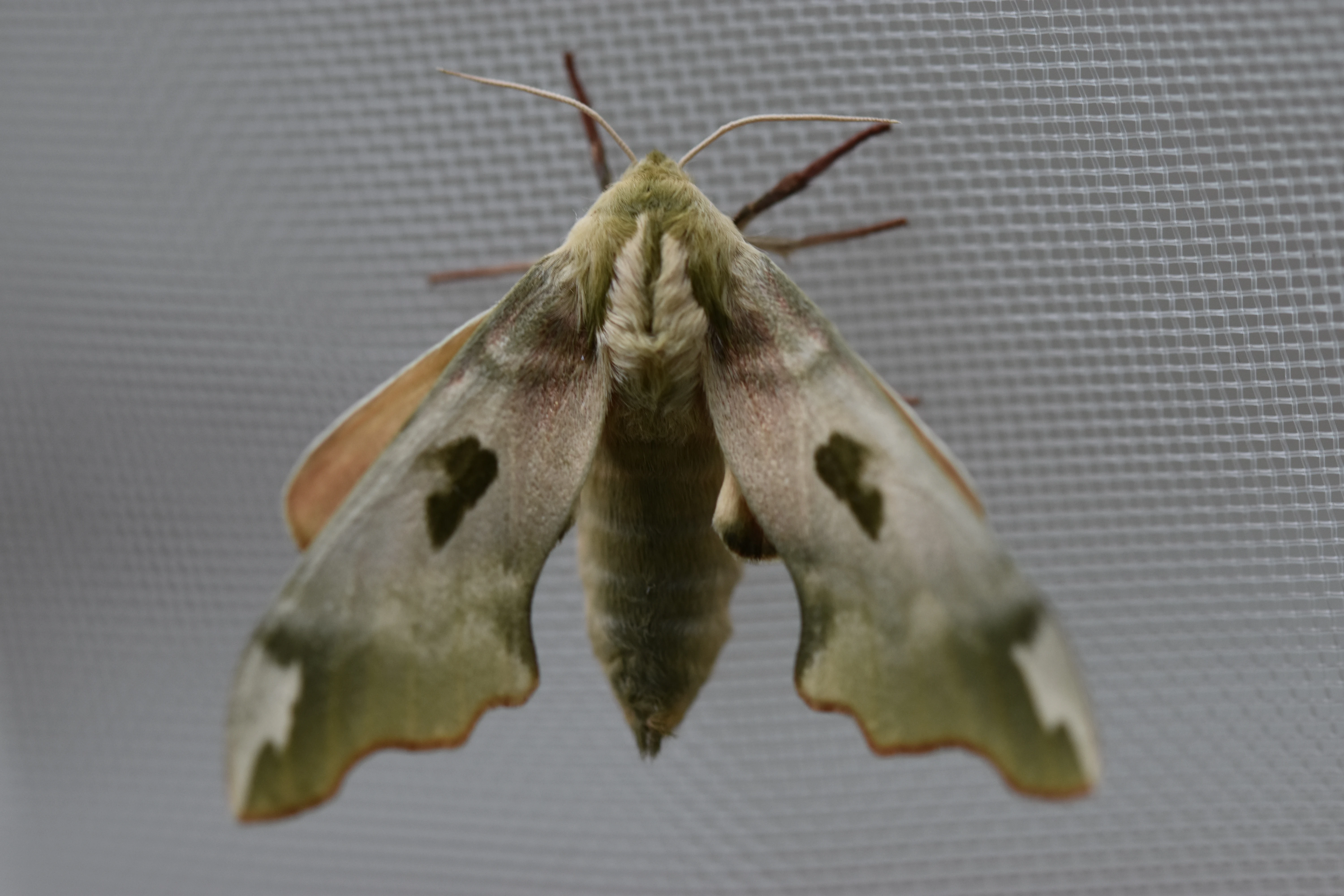 Lišaj lipový - kukly