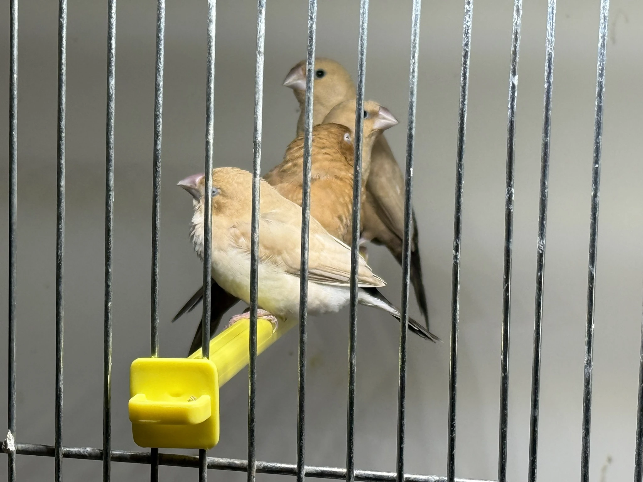 Prodám mutační stříbrozobky