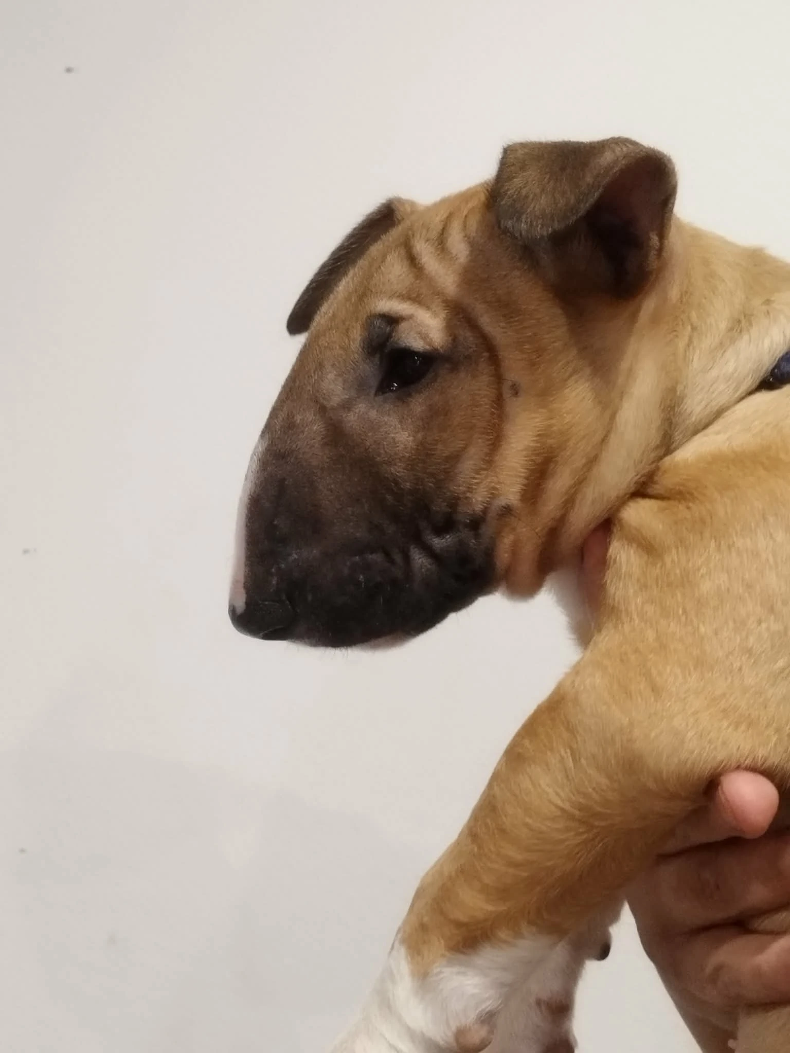 Bulteriér štěňata s PP