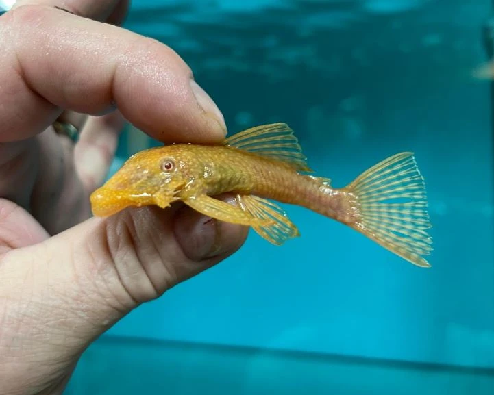 Pt.scalare a další