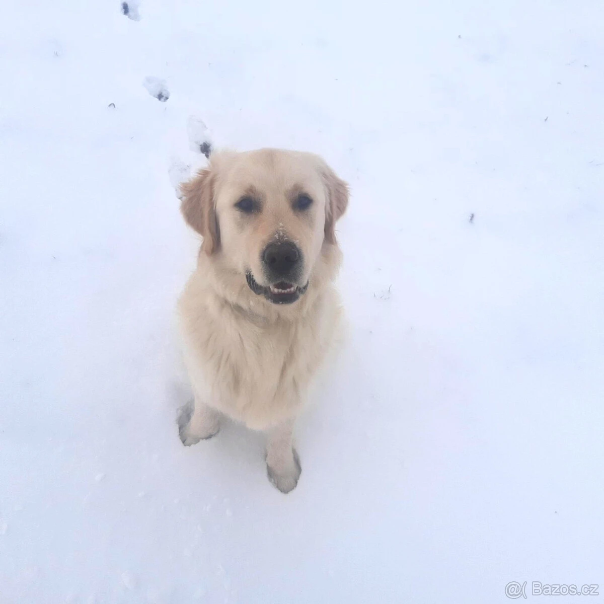 Štěně v typu zlatého retrívra, pes, 8 měsíců