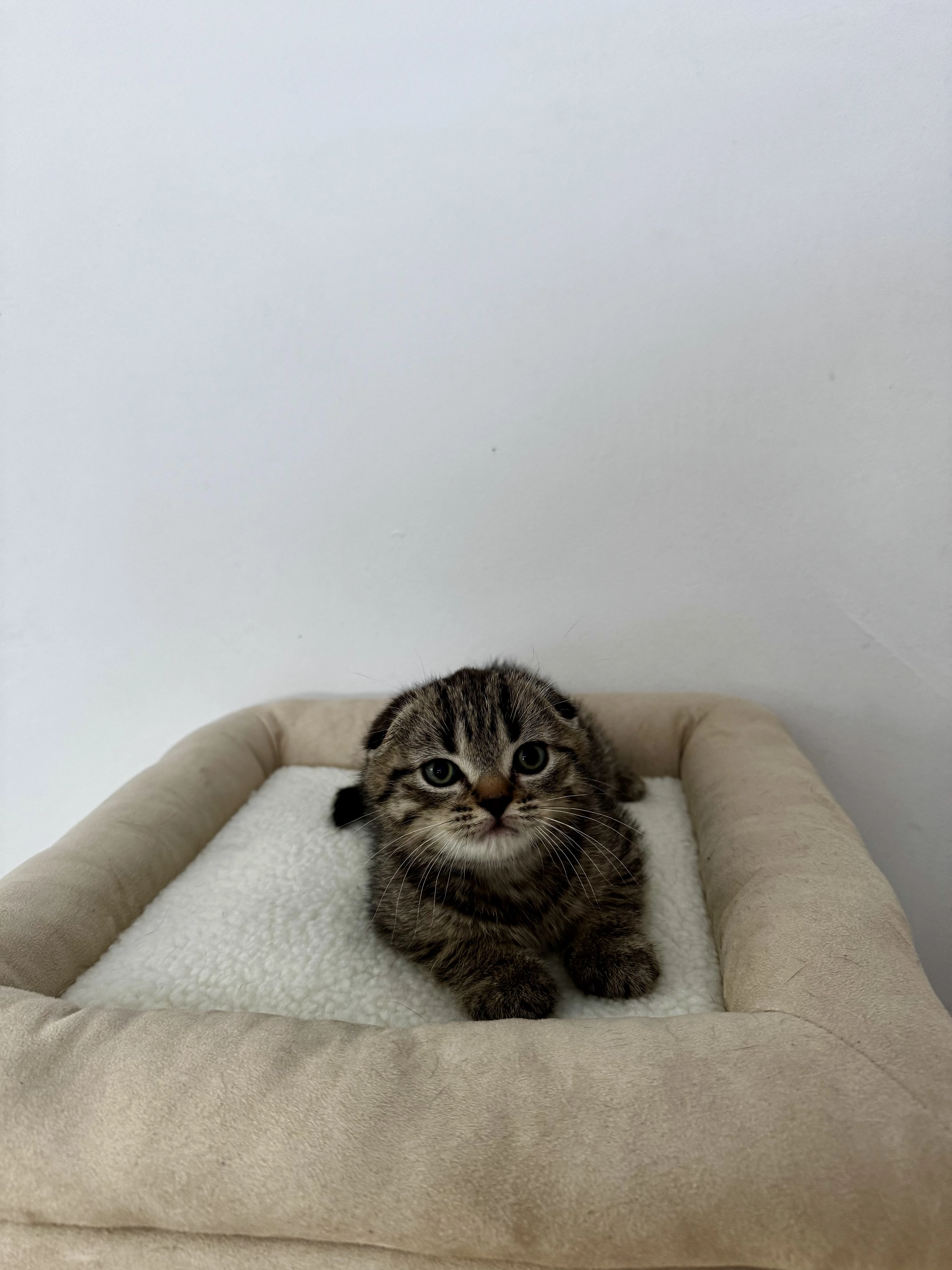 Skotska klapoucha kocka, scottish fold s PP