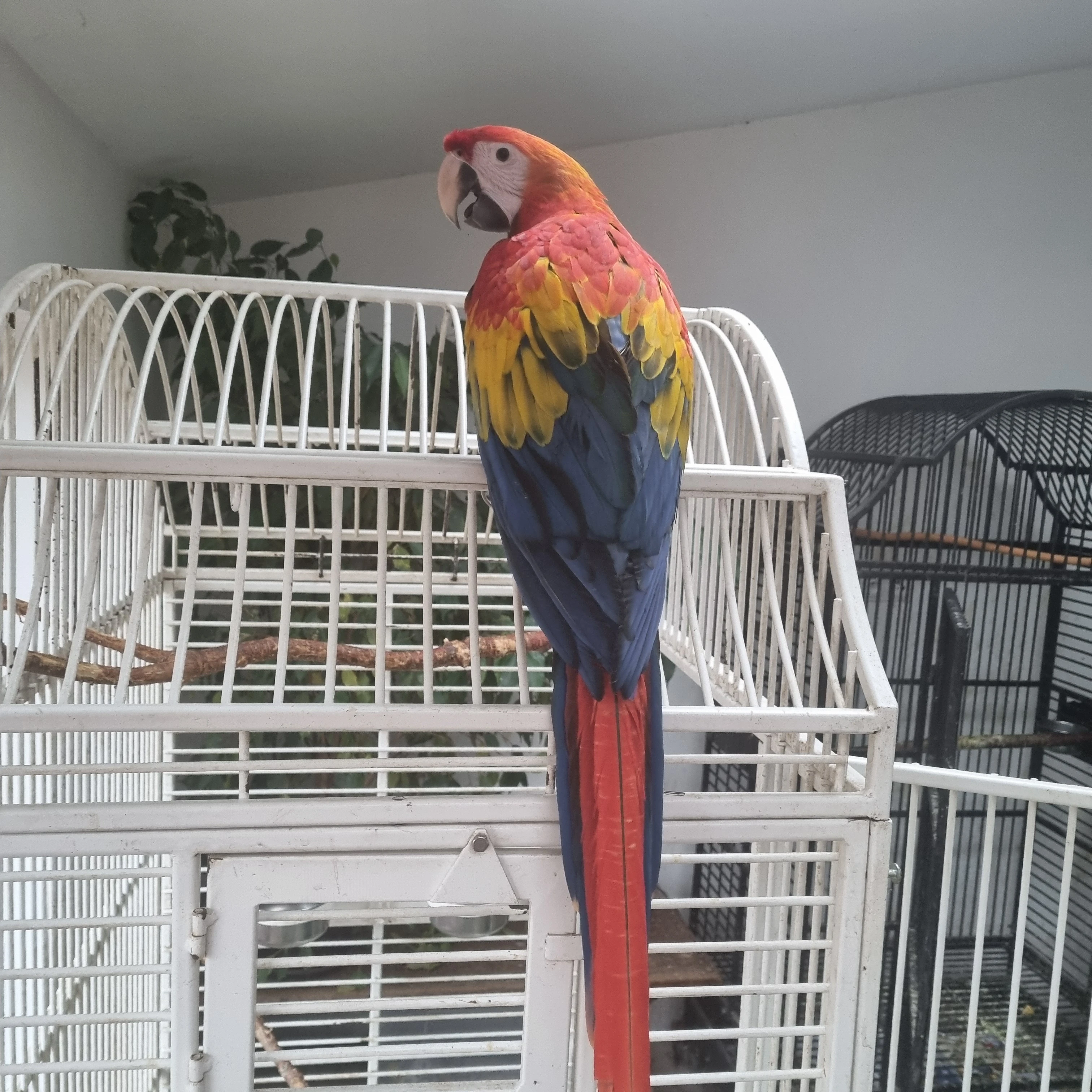 Ara Arakanga 0.1, stáří 4 měsíce