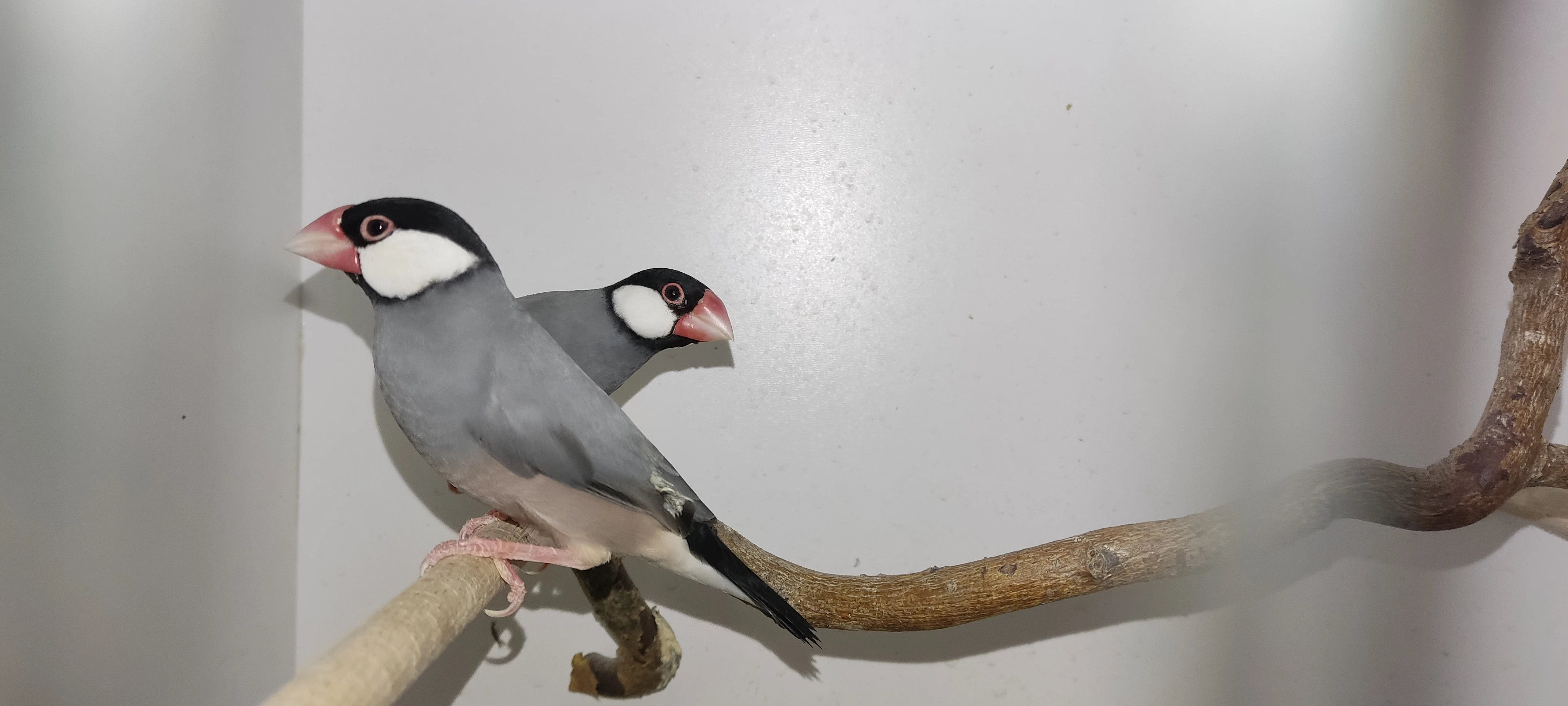 Prodám rýžovníky šedé